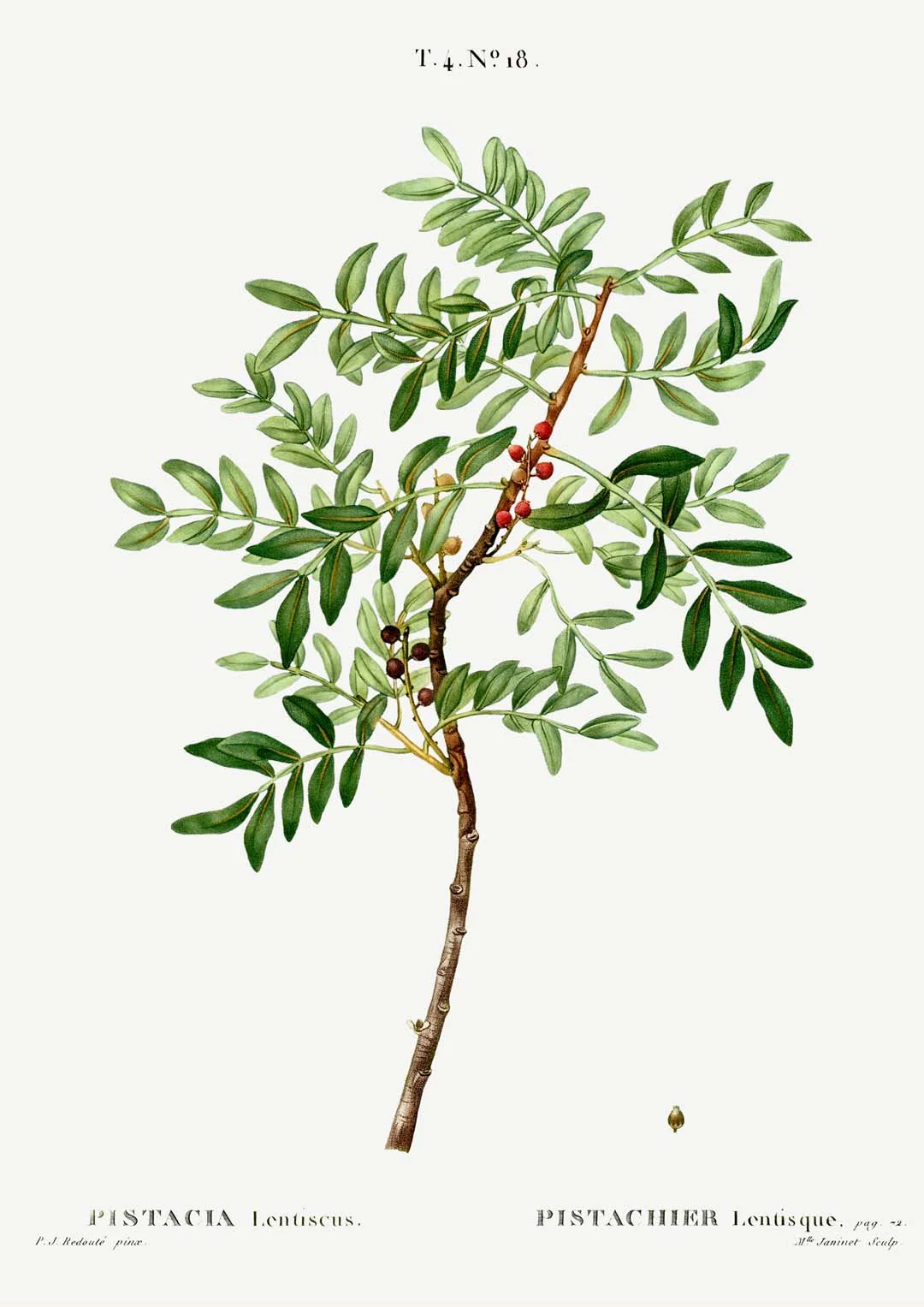 Pistachio - Image 8