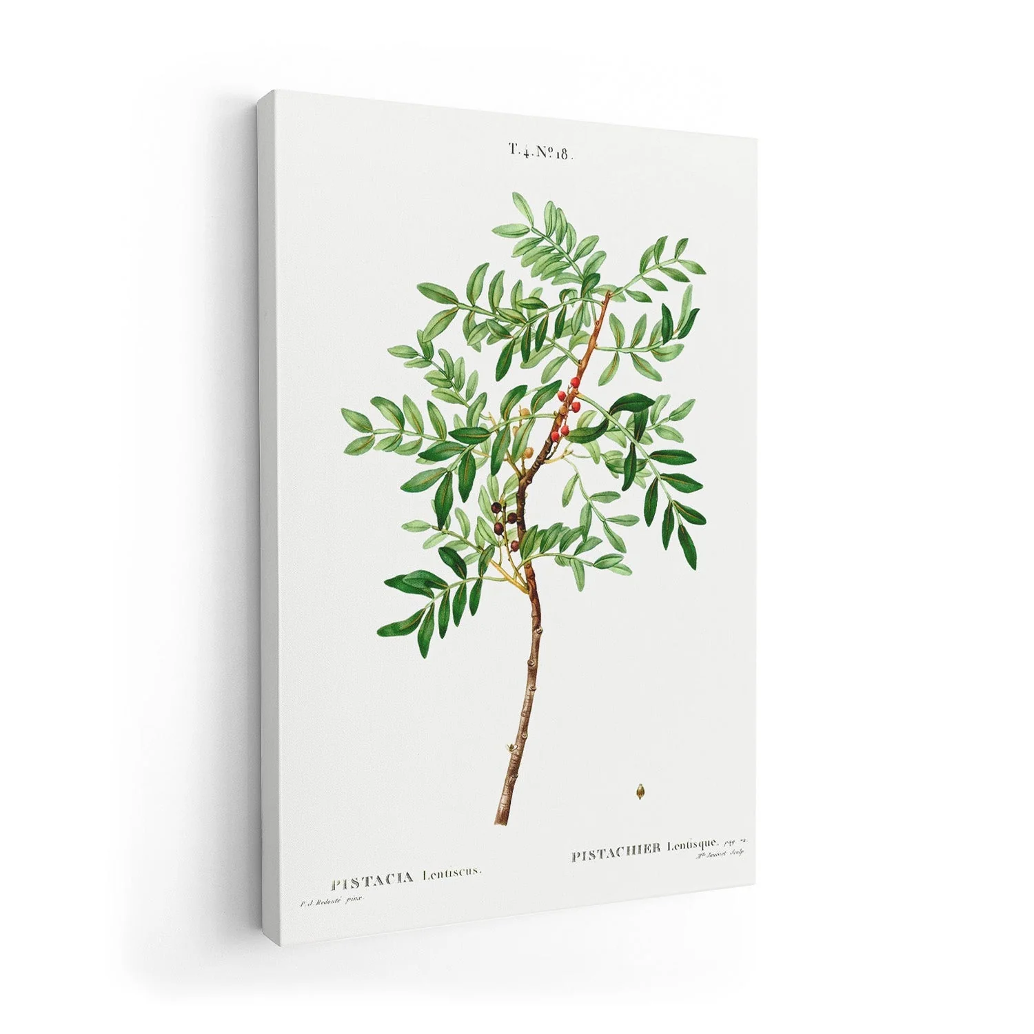 Pistachio - Image 7