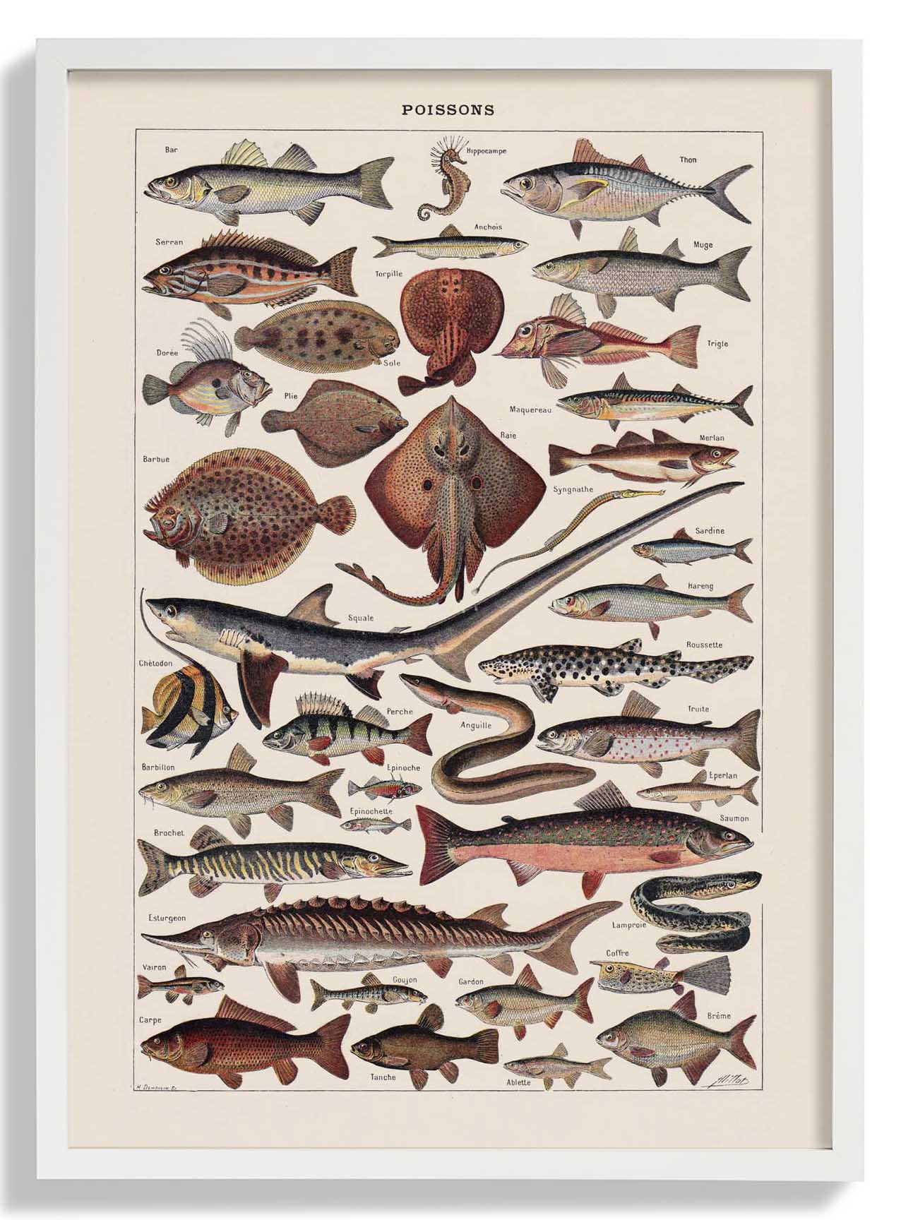 Poissons Fish - Image 5