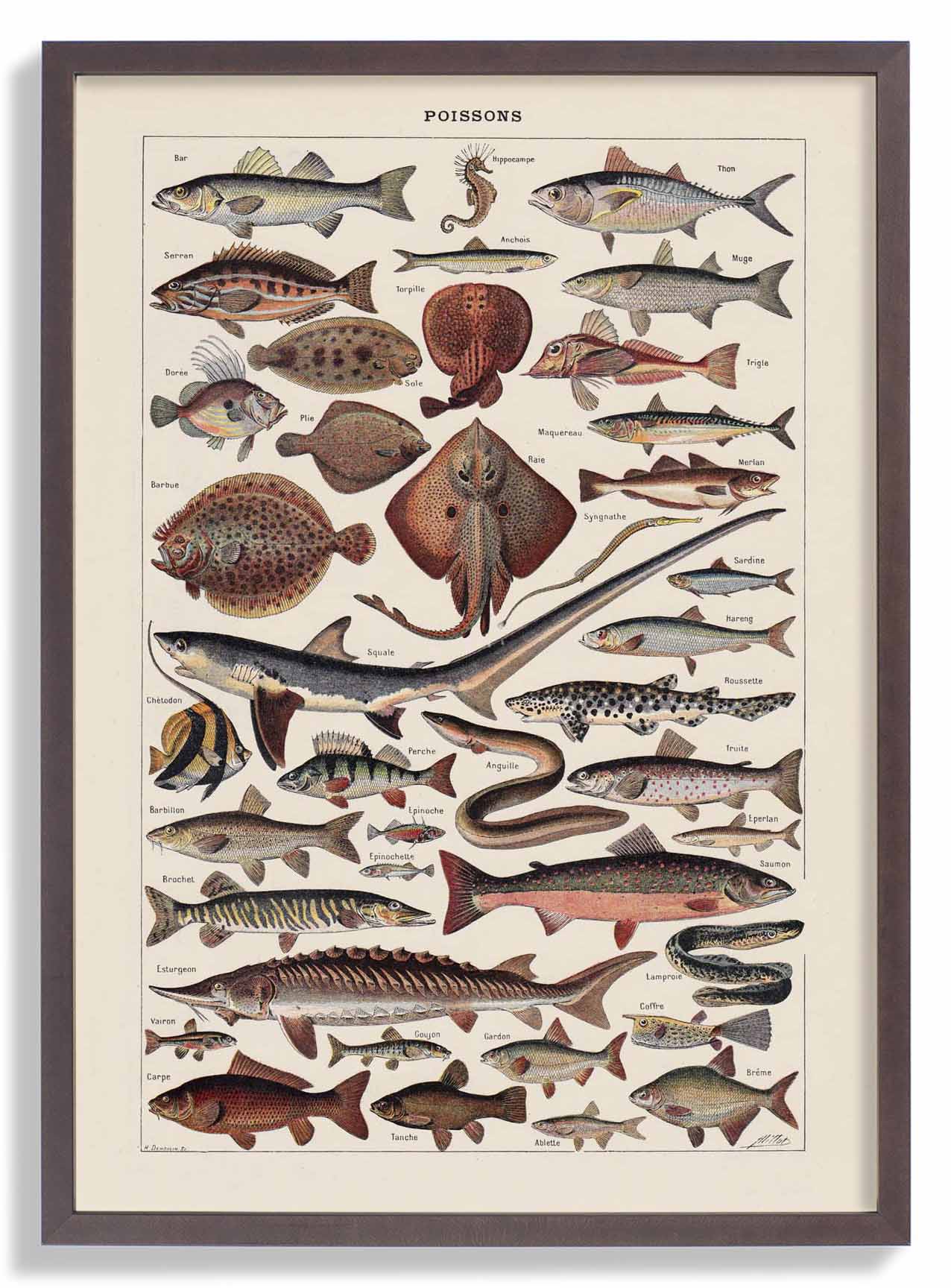 Poissons Fish - Image 7