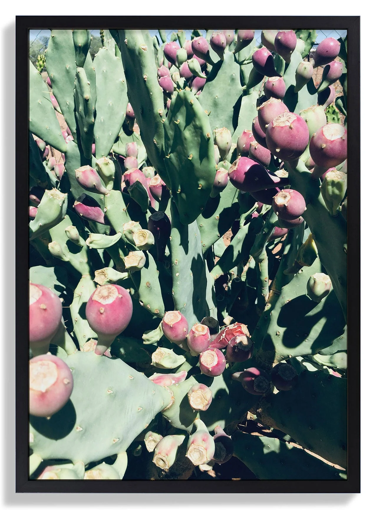 Prickly Pear by Andrea Schindler - Image 3
