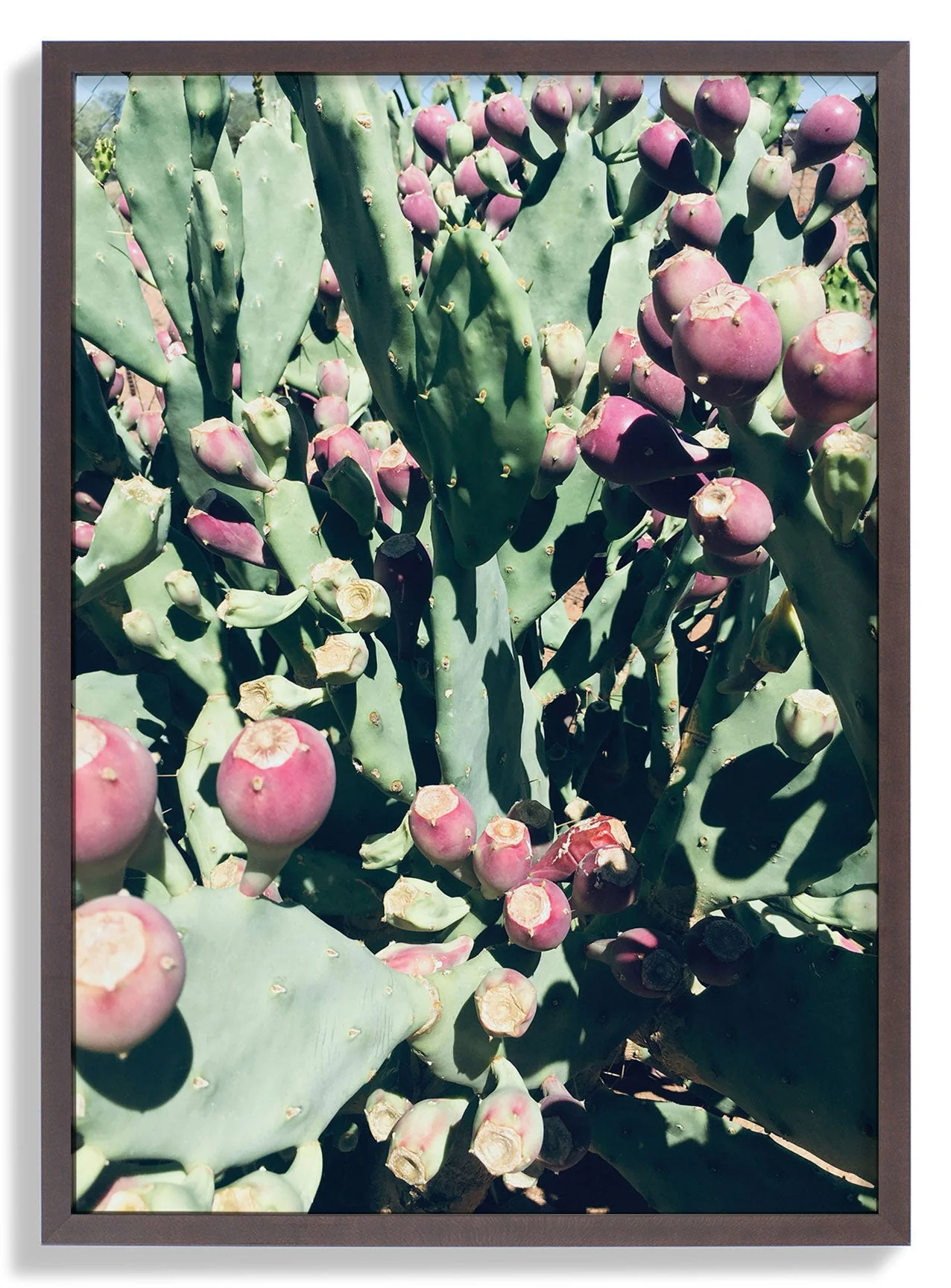Prickly Pear by Andrea Schindler - Image 4