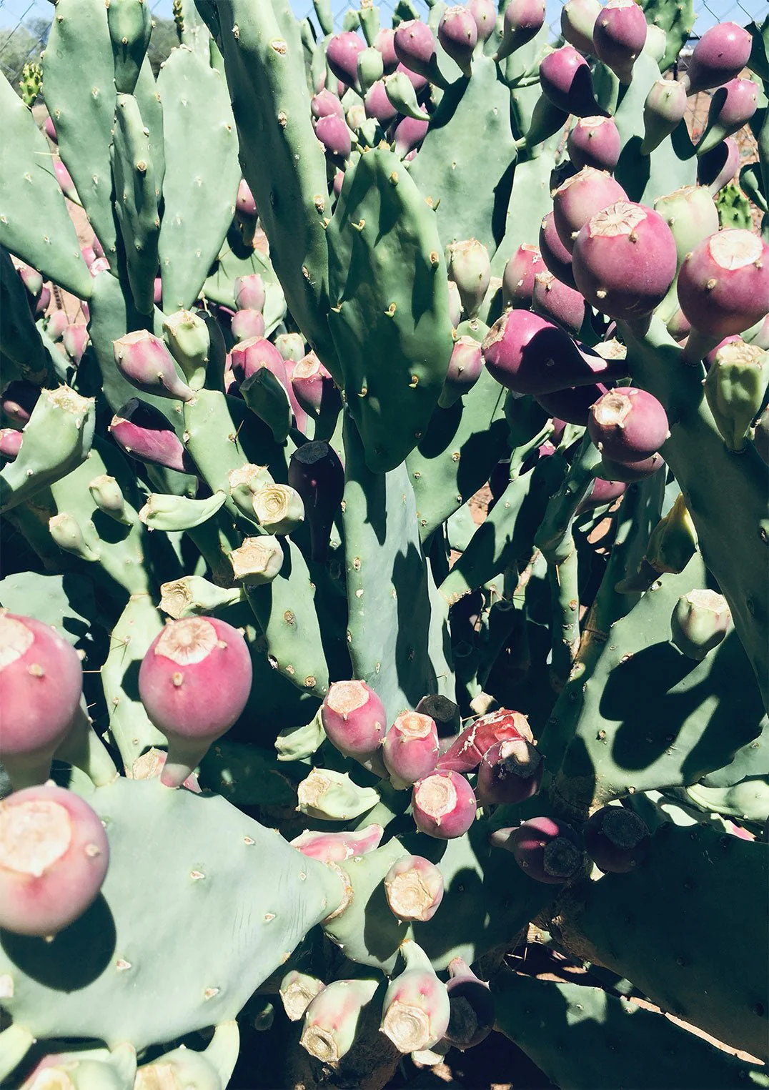 Prickly Pear by Andrea Schindler - Image 5