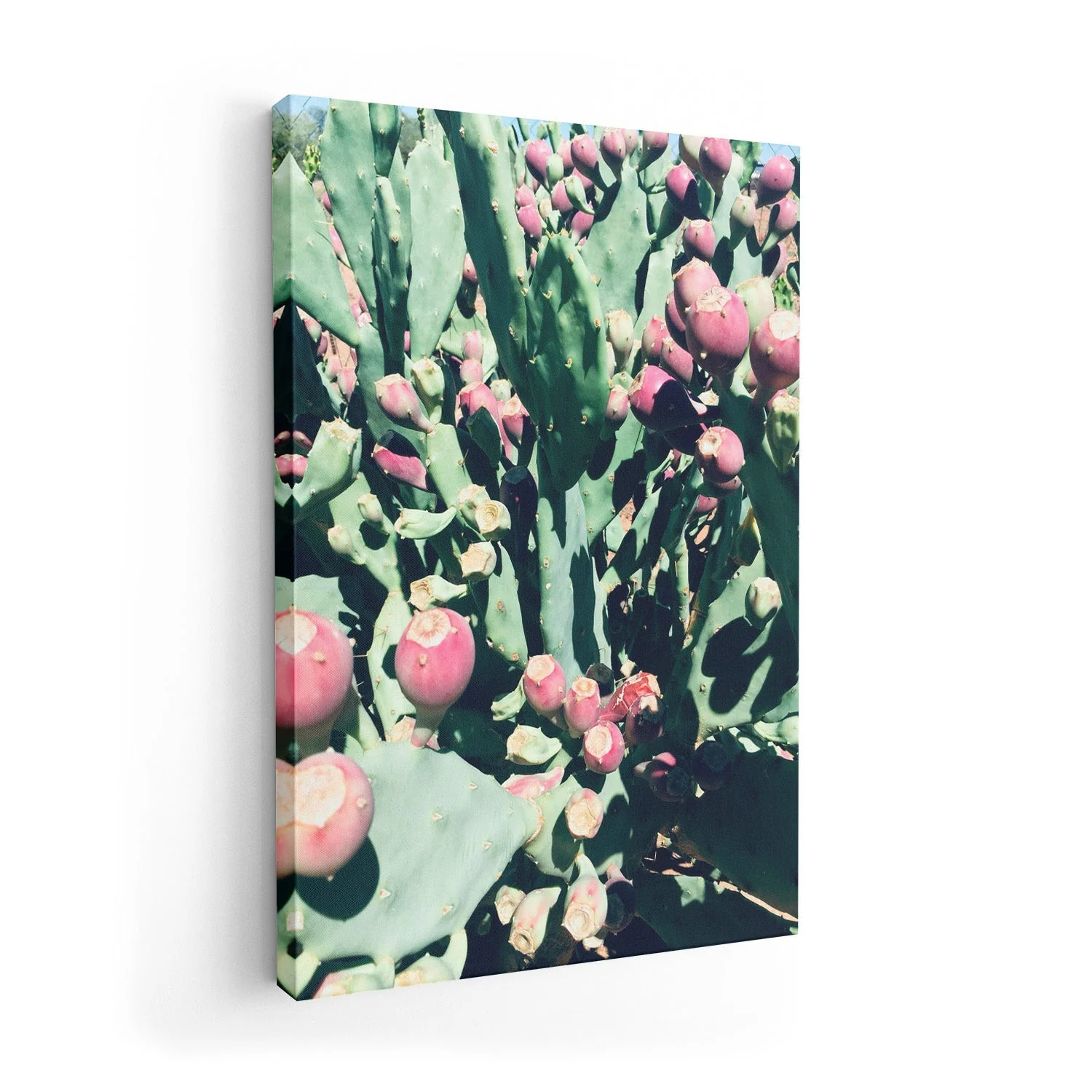 Prickly Pear by Andrea Schindler - Image 7