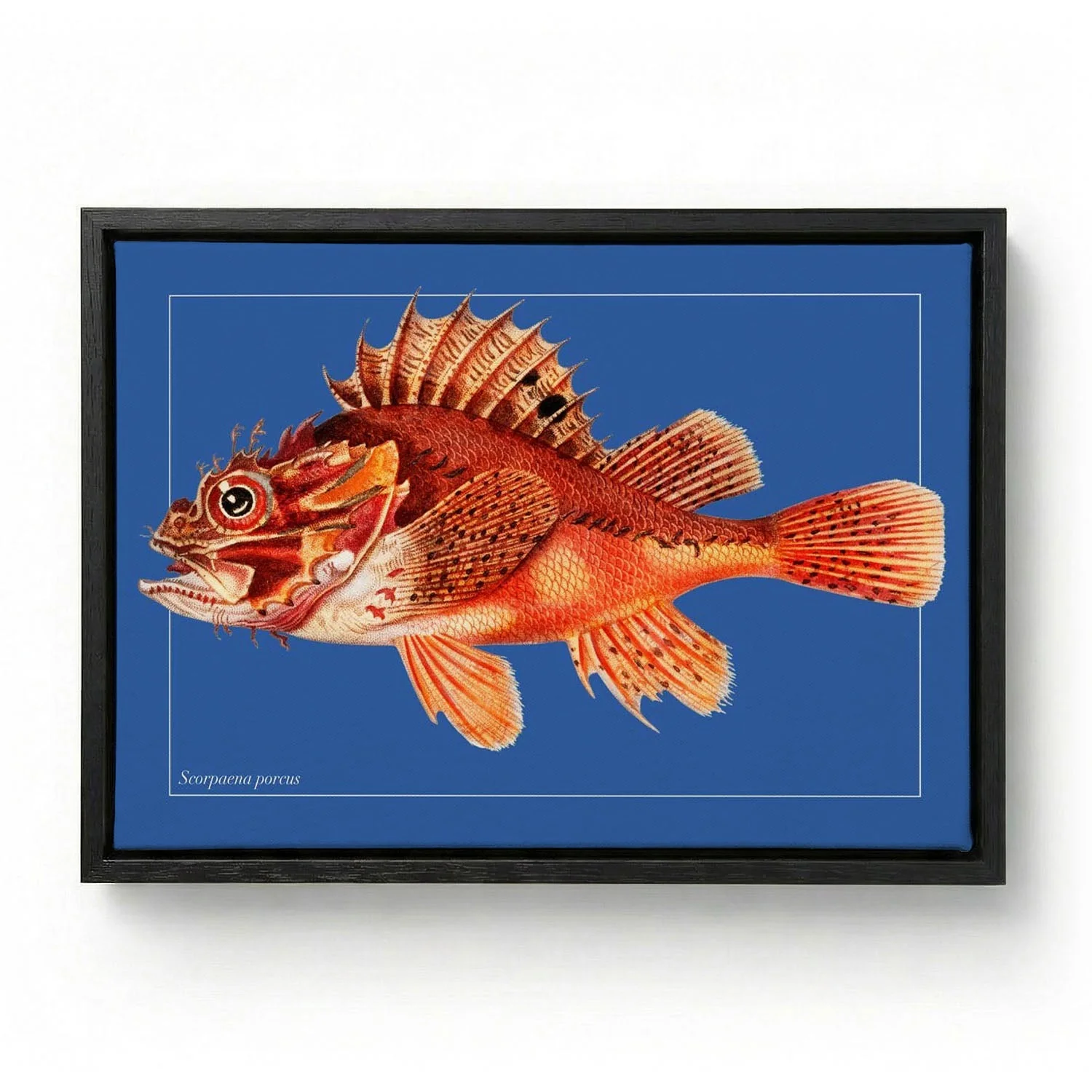 Punk Fish - Image 5