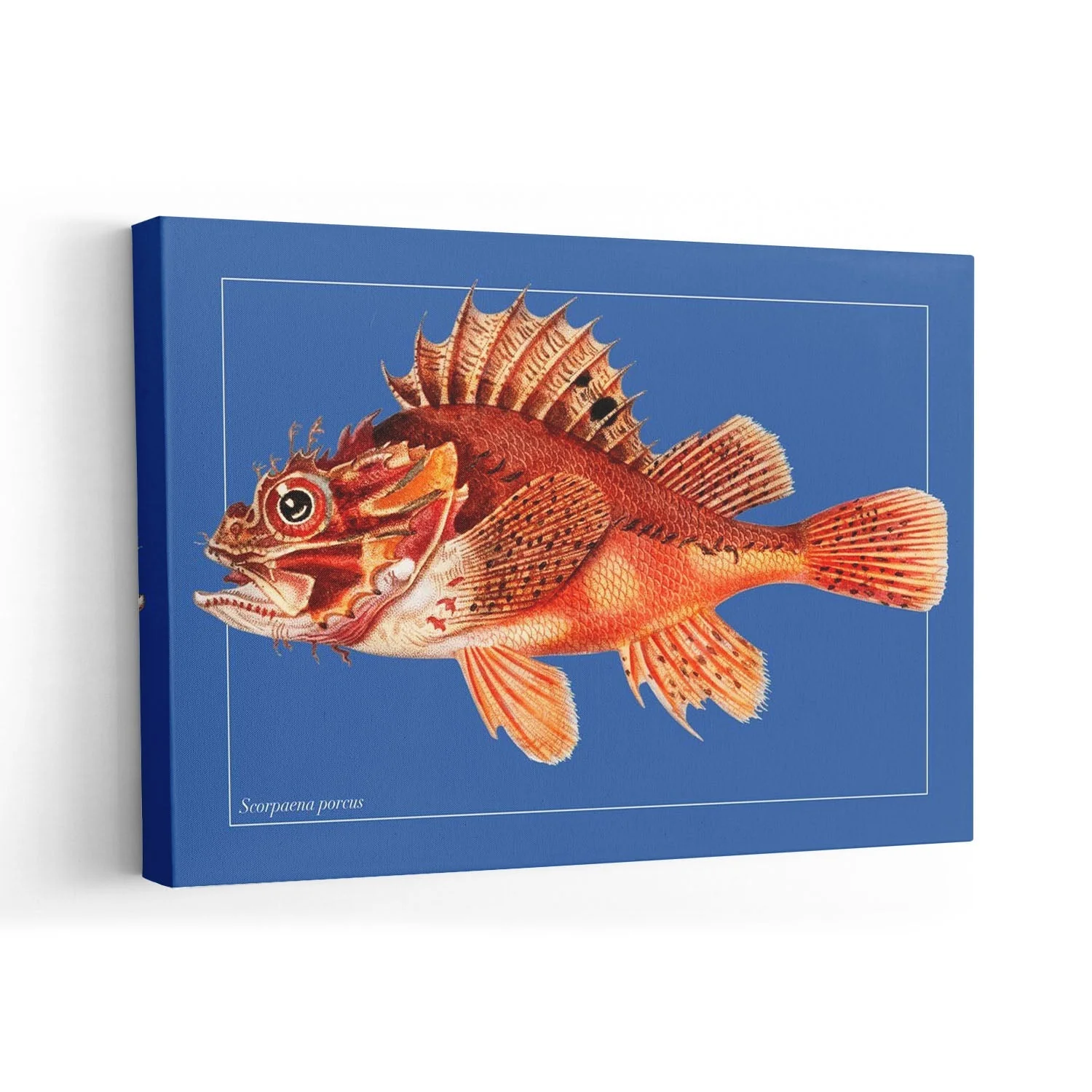 Punk Fish - Image 7