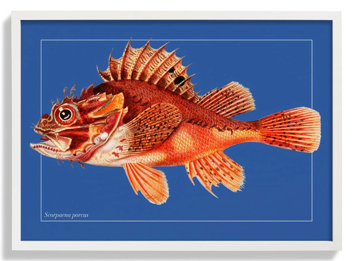 Punk Fish - Image 5
