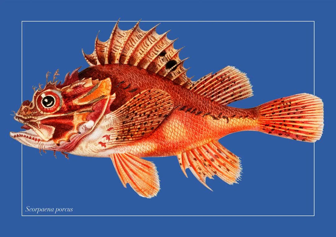Punk Fish - Image 8