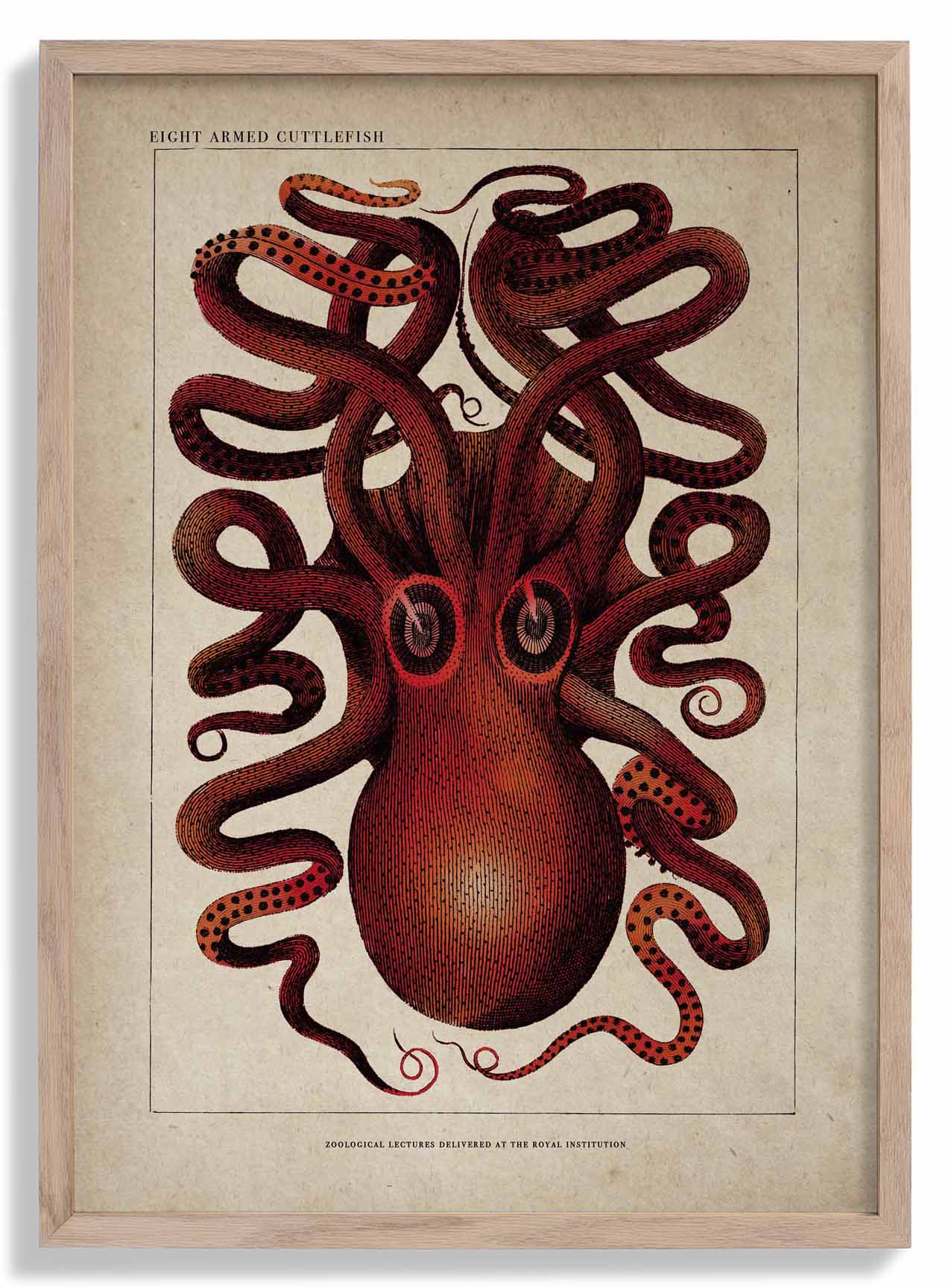 Antique Red Octopus