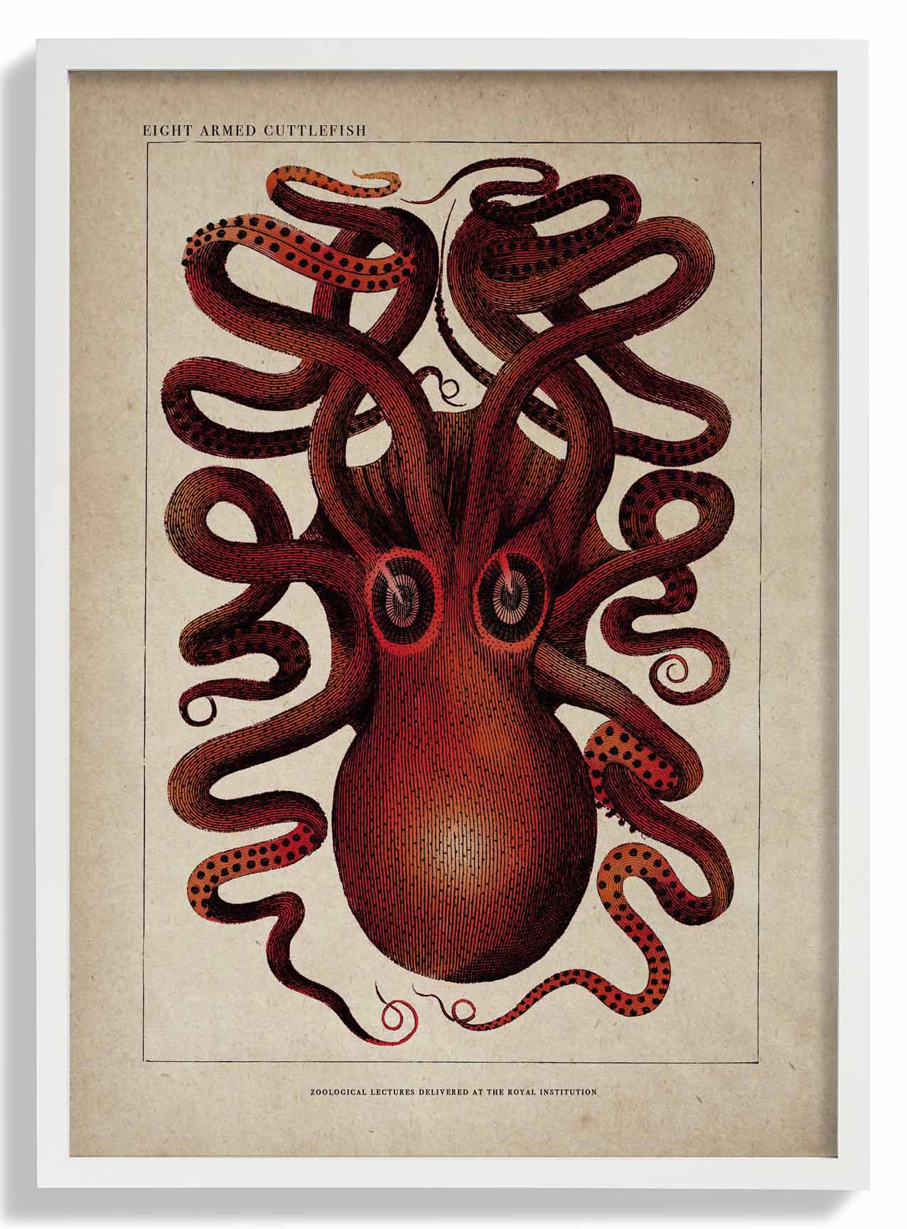 Antique Red Octopus - Image 5