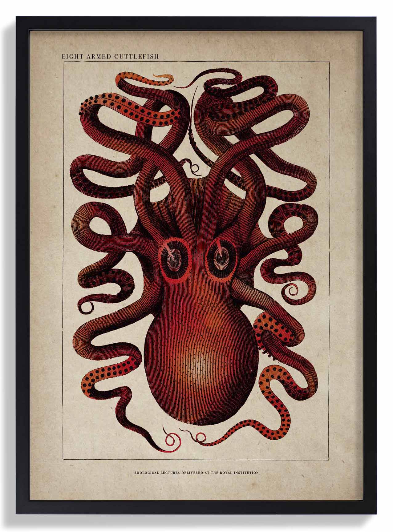 Antique Red Octopus - Image 6