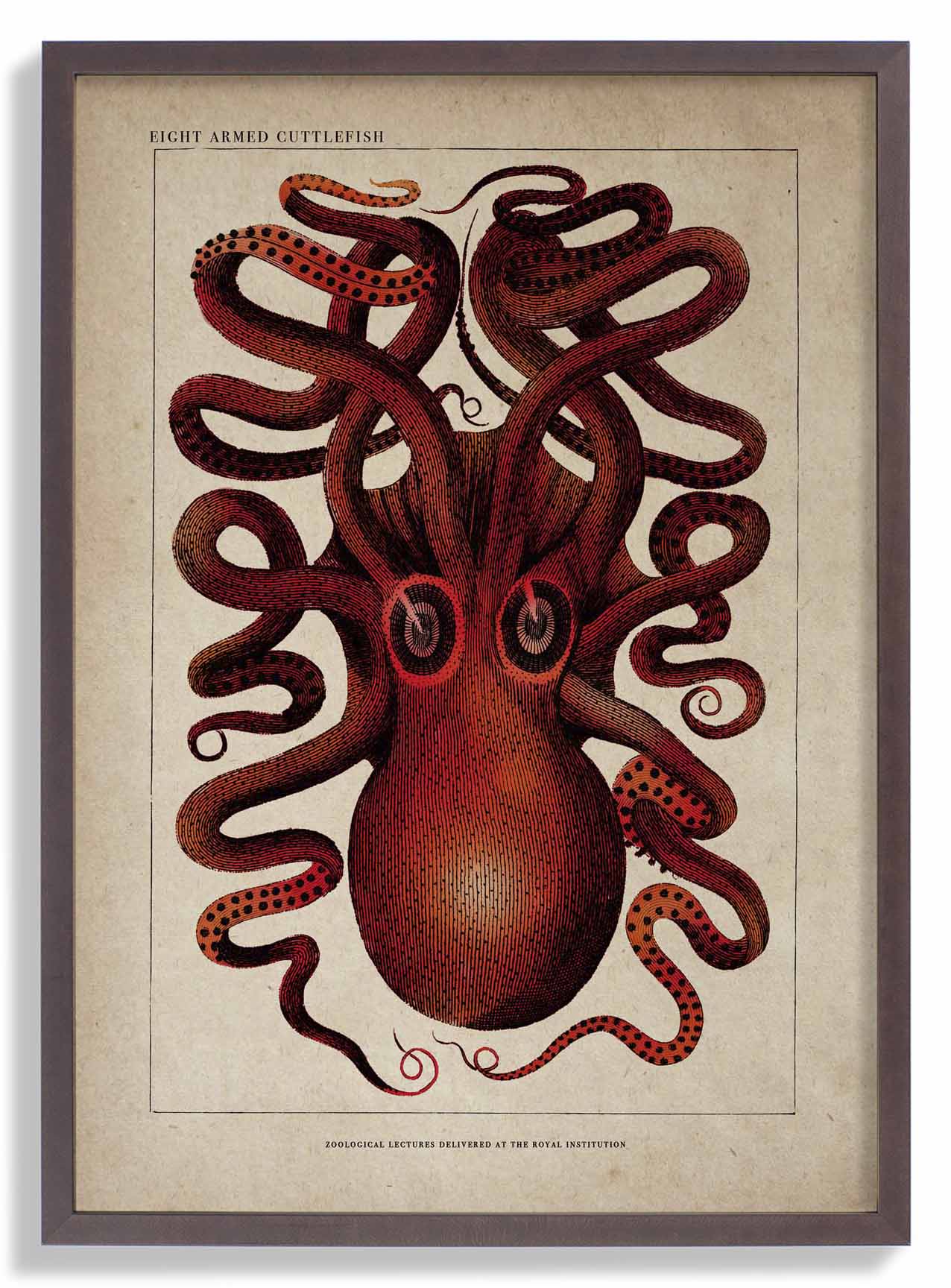 Antique Red Octopus - Image 7