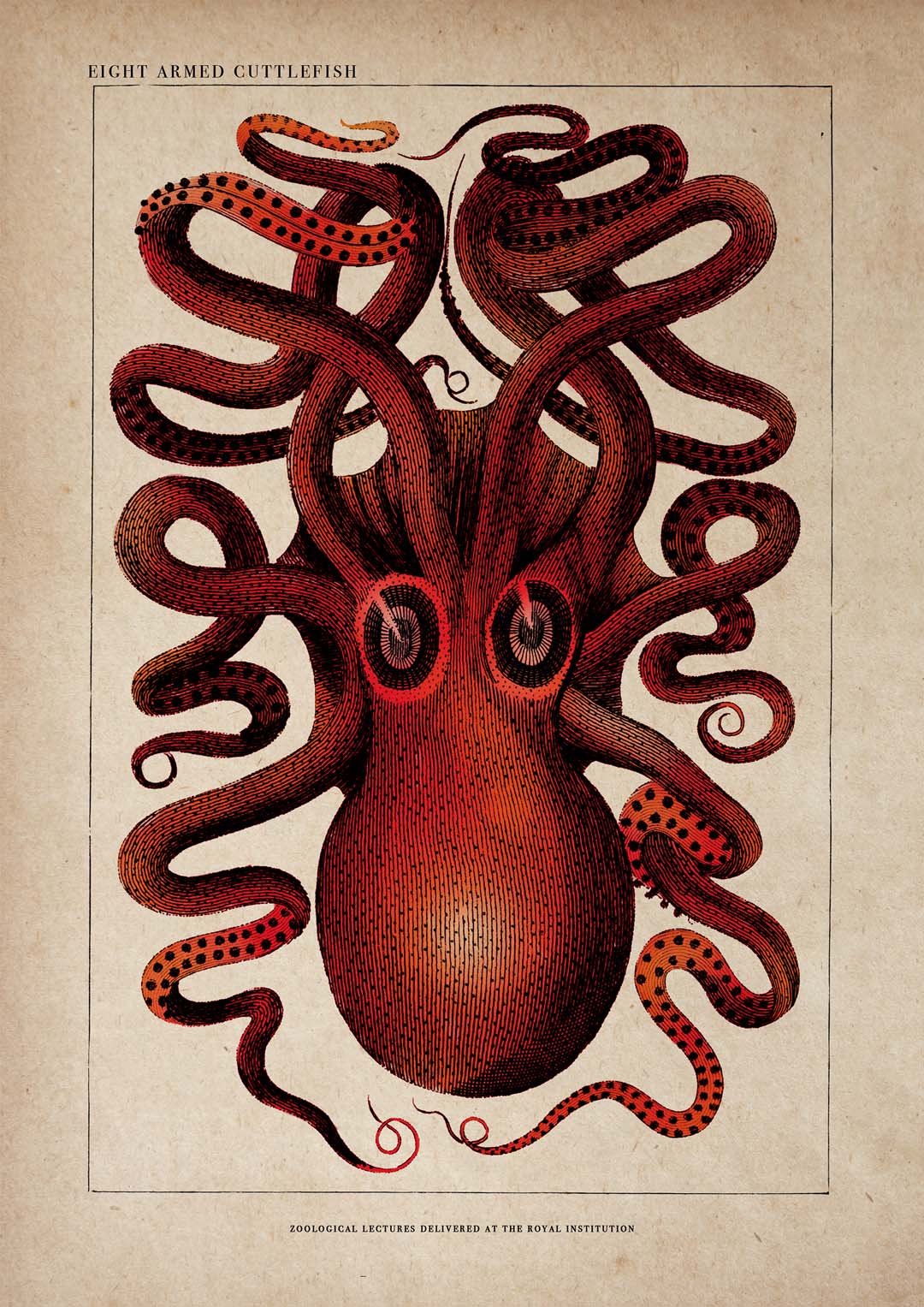 Antique Red Octopus - Image 8