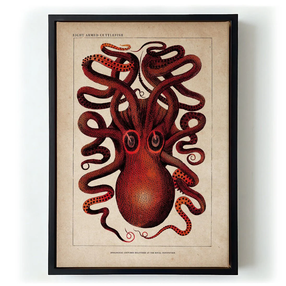 Antique Red Octopus - Image 5
