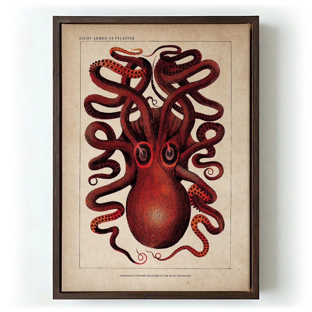 Antique Red Octopus - Image 6
