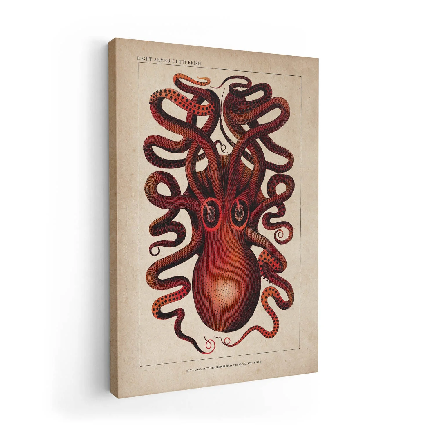 Antique Red Octopus - Image 7