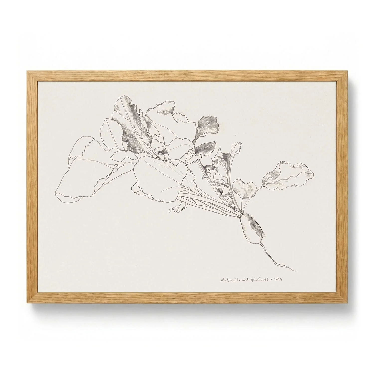Radish Botanical Drawing by Catalina Somolinos