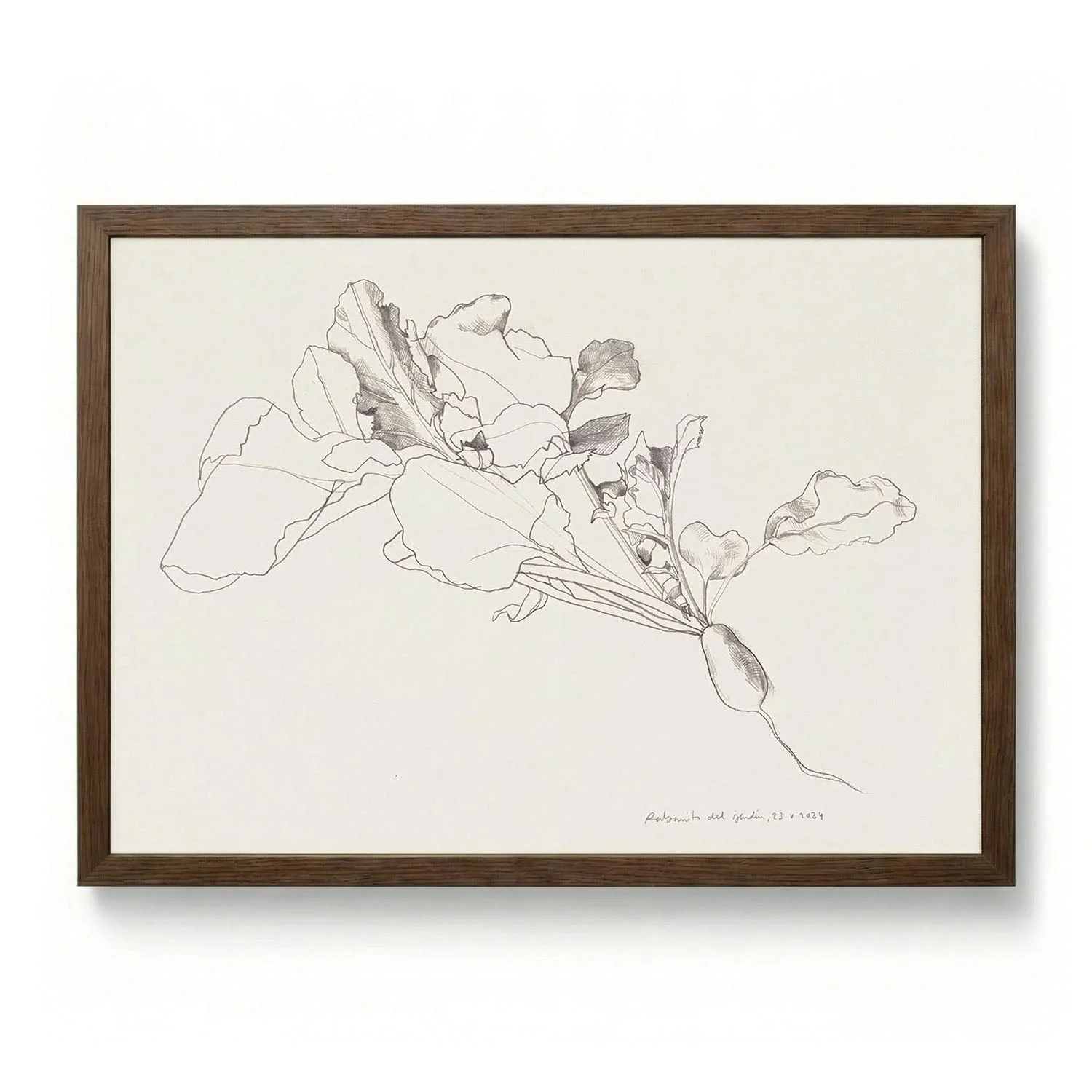 Radish Botanical Drawing by Catalina Somolinos - Image 6