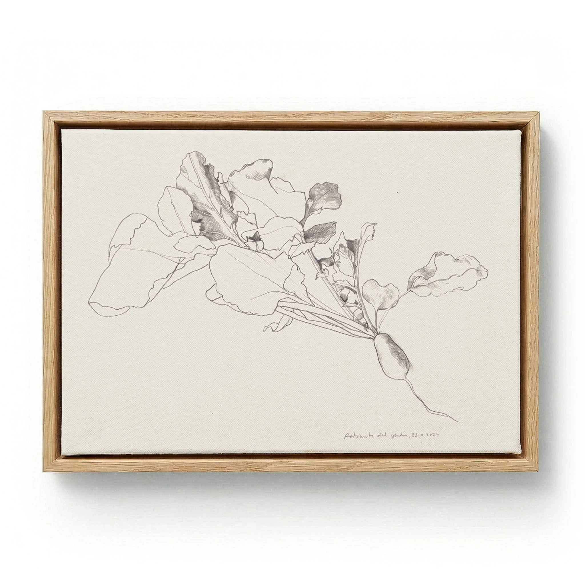 Radish Botanical Drawing by Catalina Somolinos