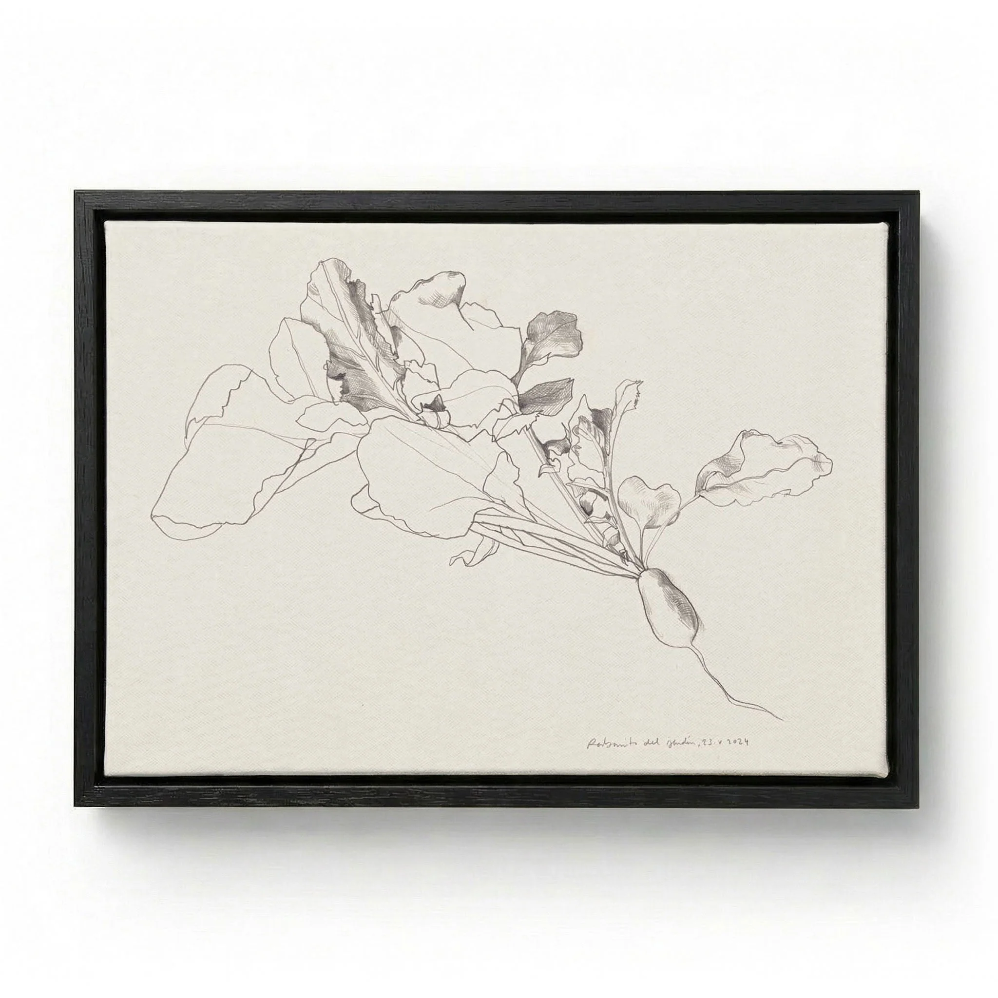 Radish Botanical Drawing by Catalina Somolinos - Image 5
