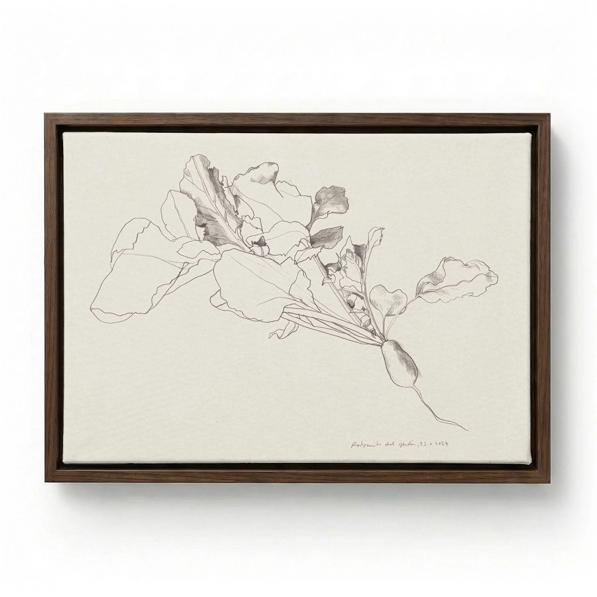 Radish Botanical Drawing by Catalina Somolinos - Image 6