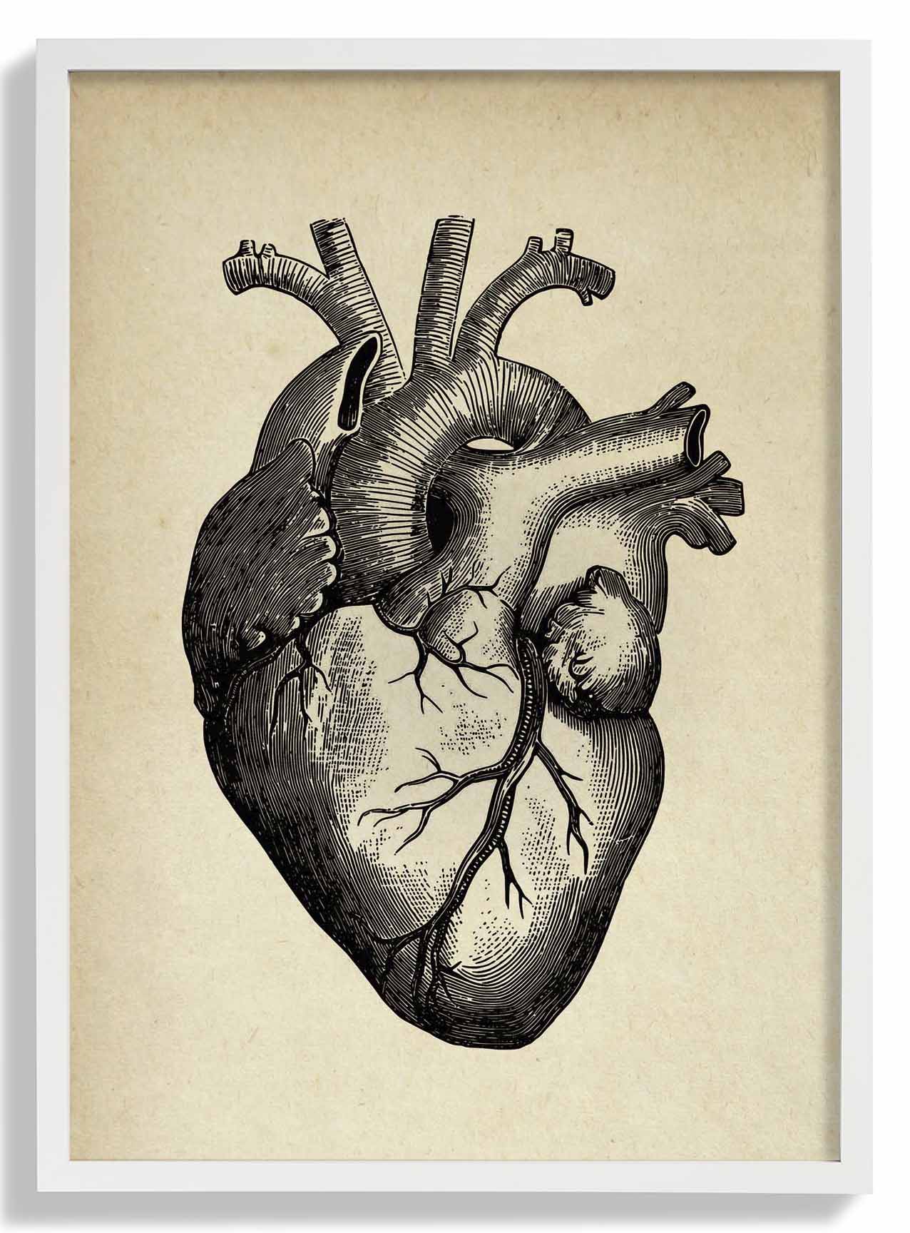 Anatomical Heart - Image 5