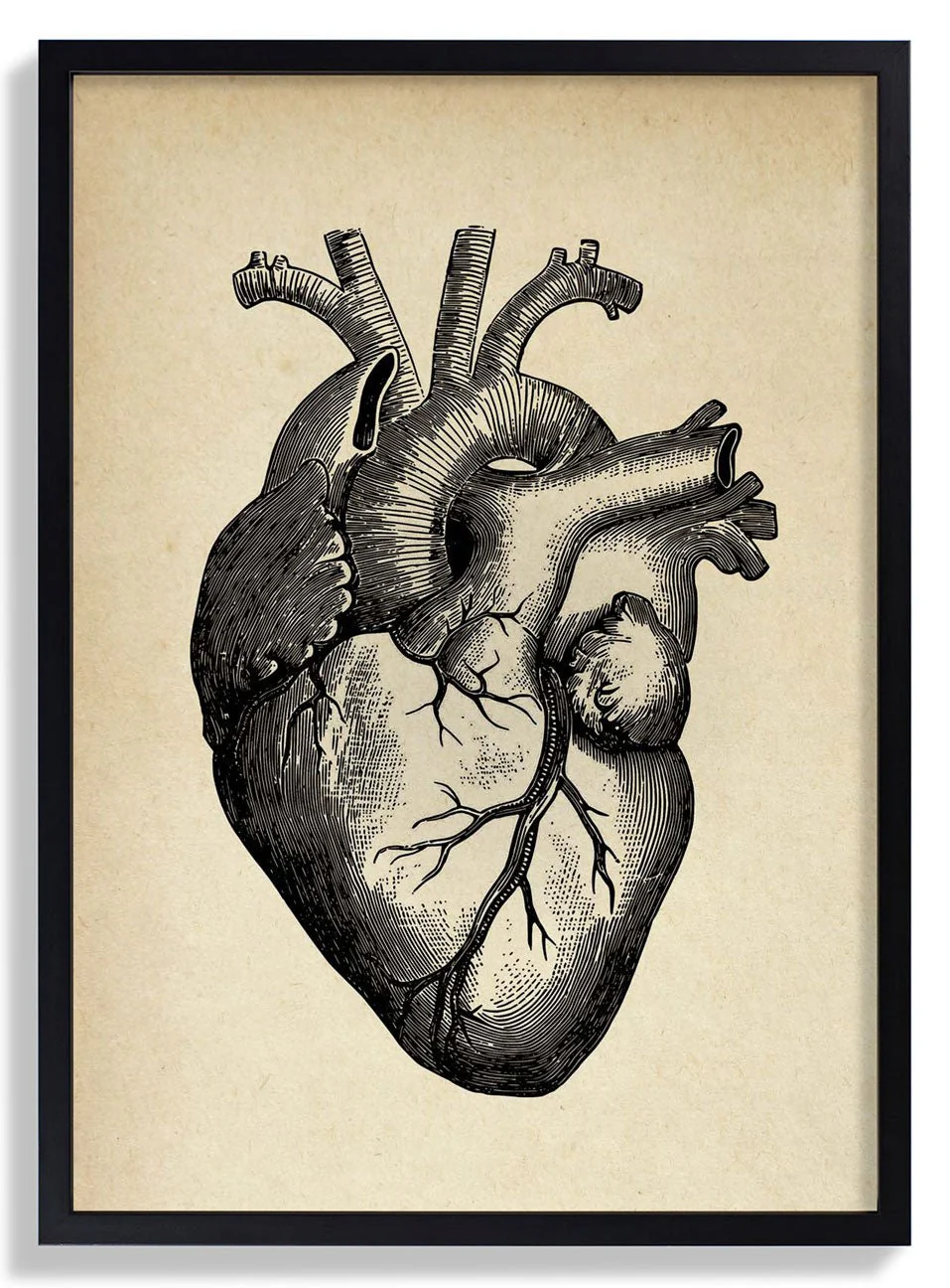Anatomical Heart - Image 6