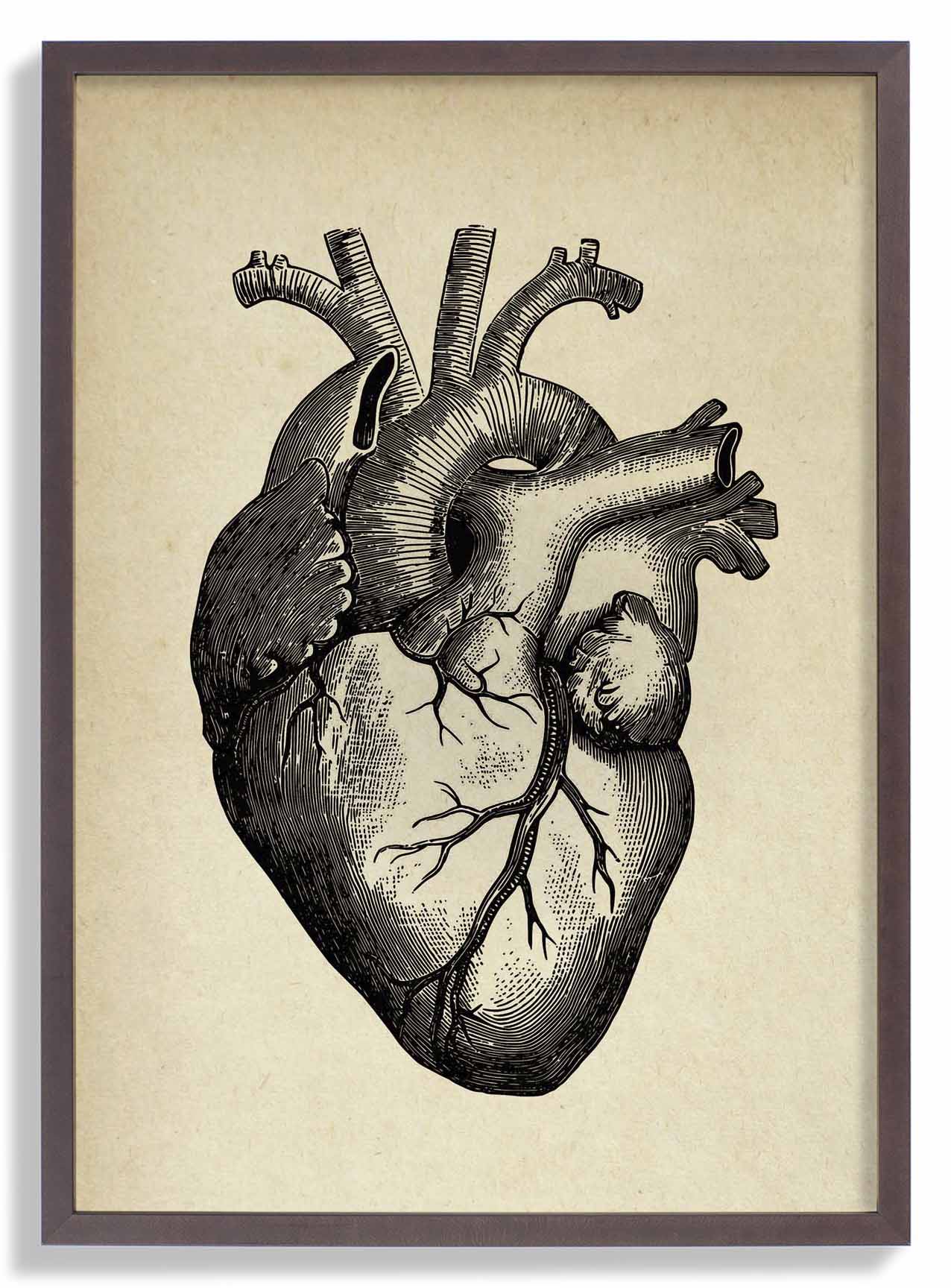 Anatomical Heart - Image 7