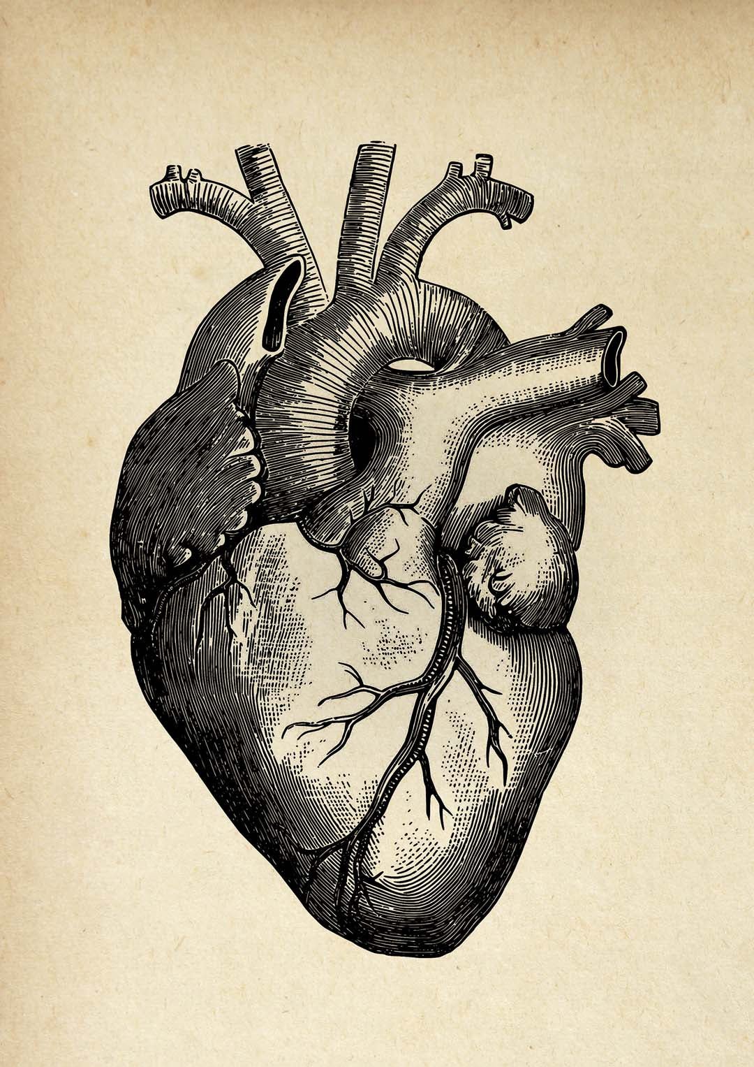 Anatomical Heart - Image 8