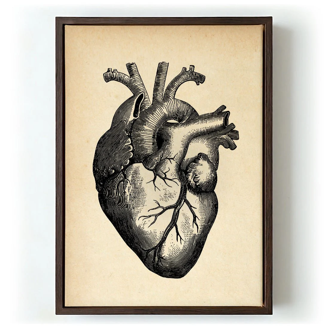 Anatomical Heart - Image 5
