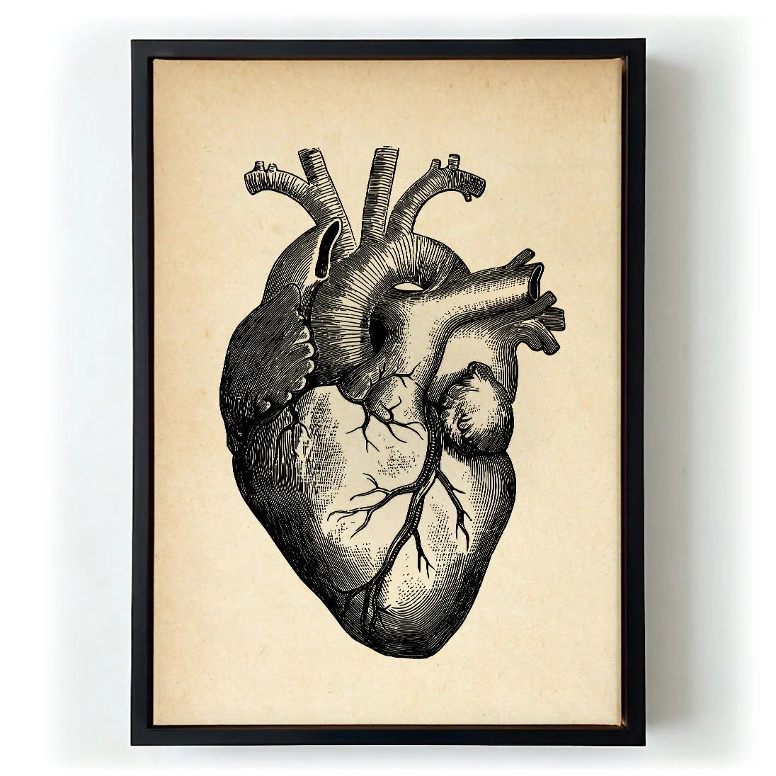 Anatomical Heart - Image 6
