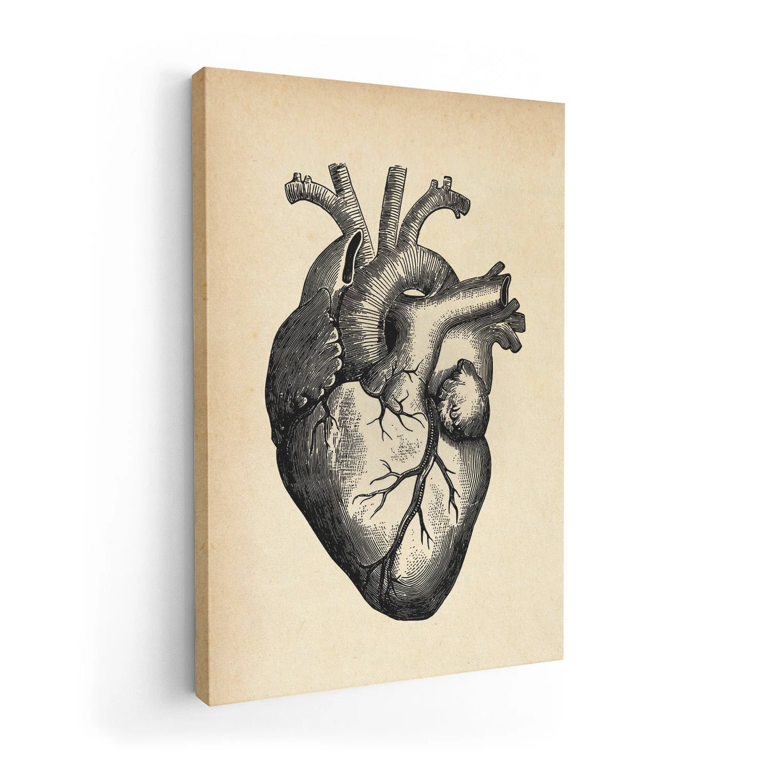 Anatomical Heart - Image 7