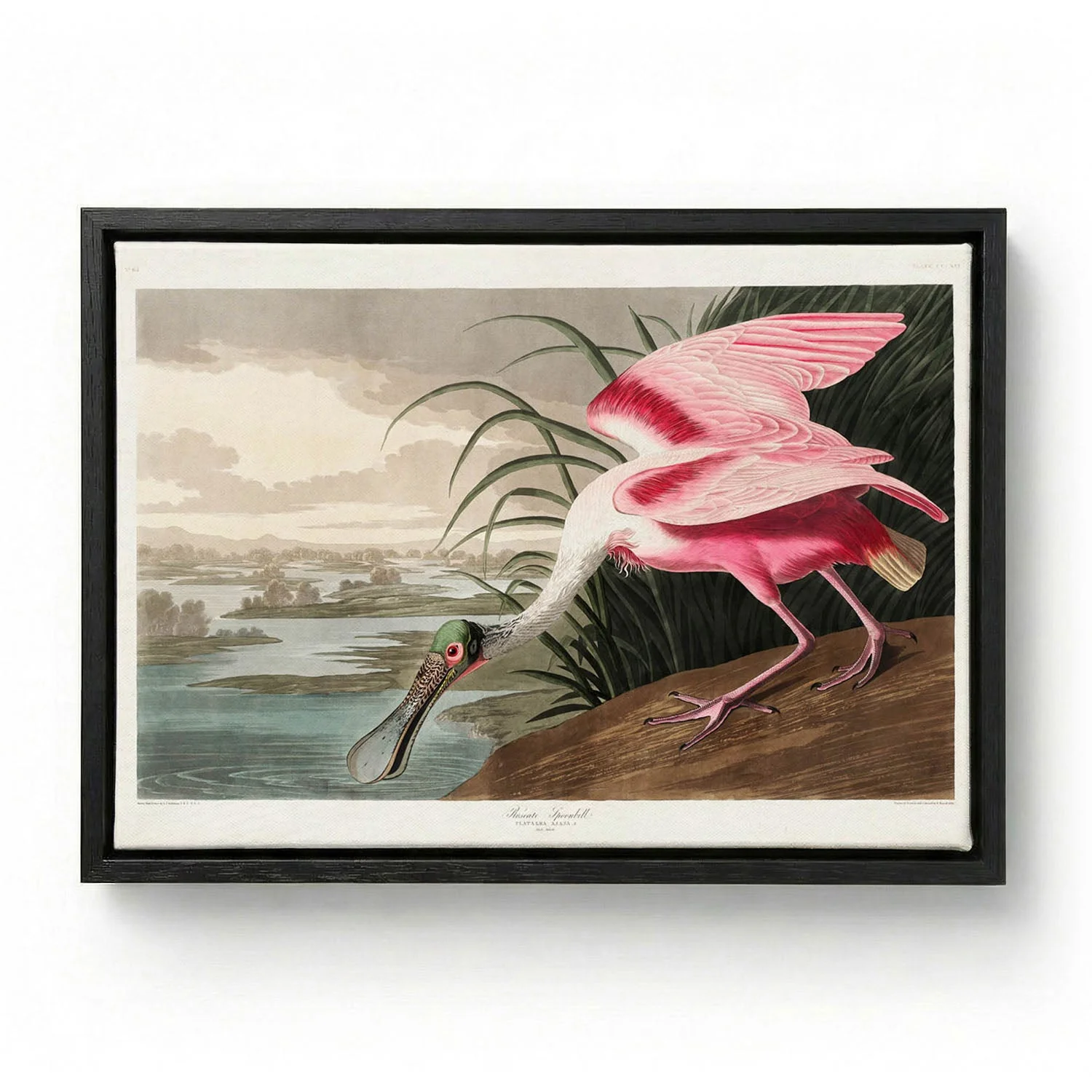 Roseate Spoonbill - Image 5