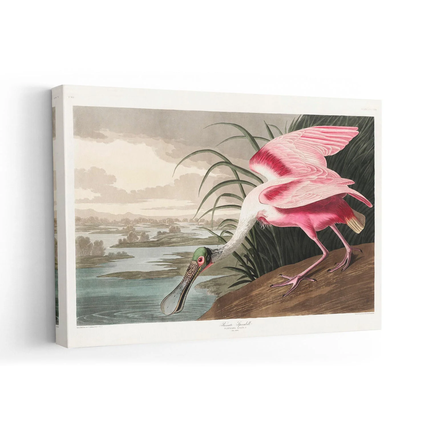 Roseate Spoonbill - Image 7