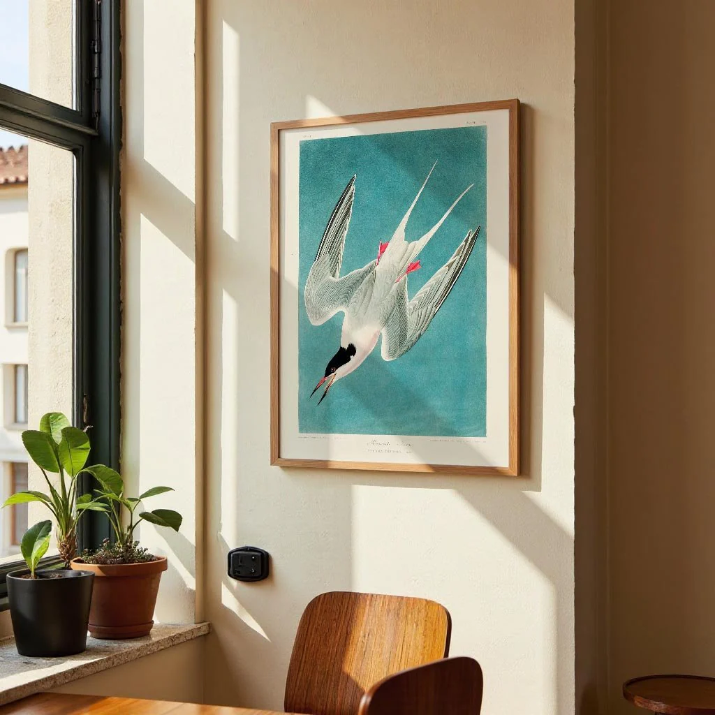 Roseate Tern - Image 2