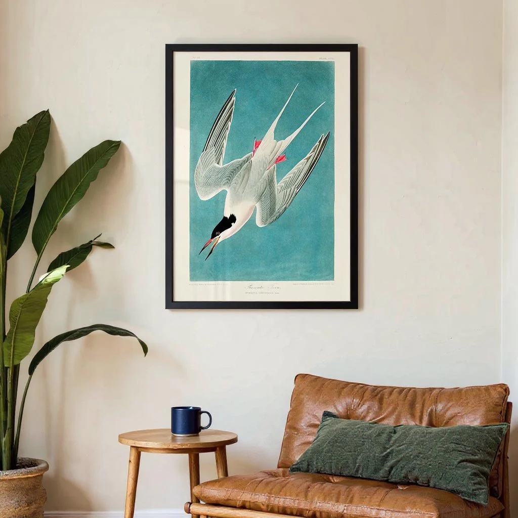 Roseate Tern - Image 3