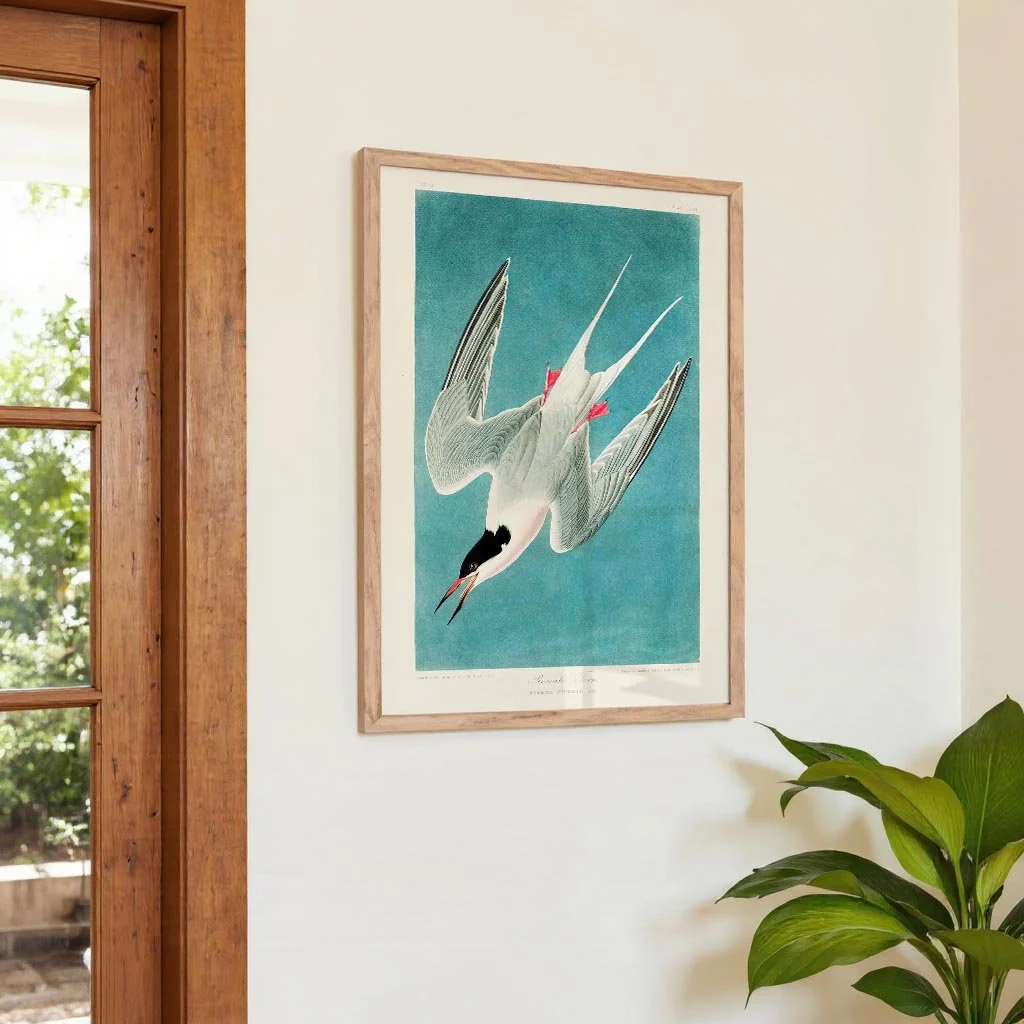 Roseate Tern - Image 4