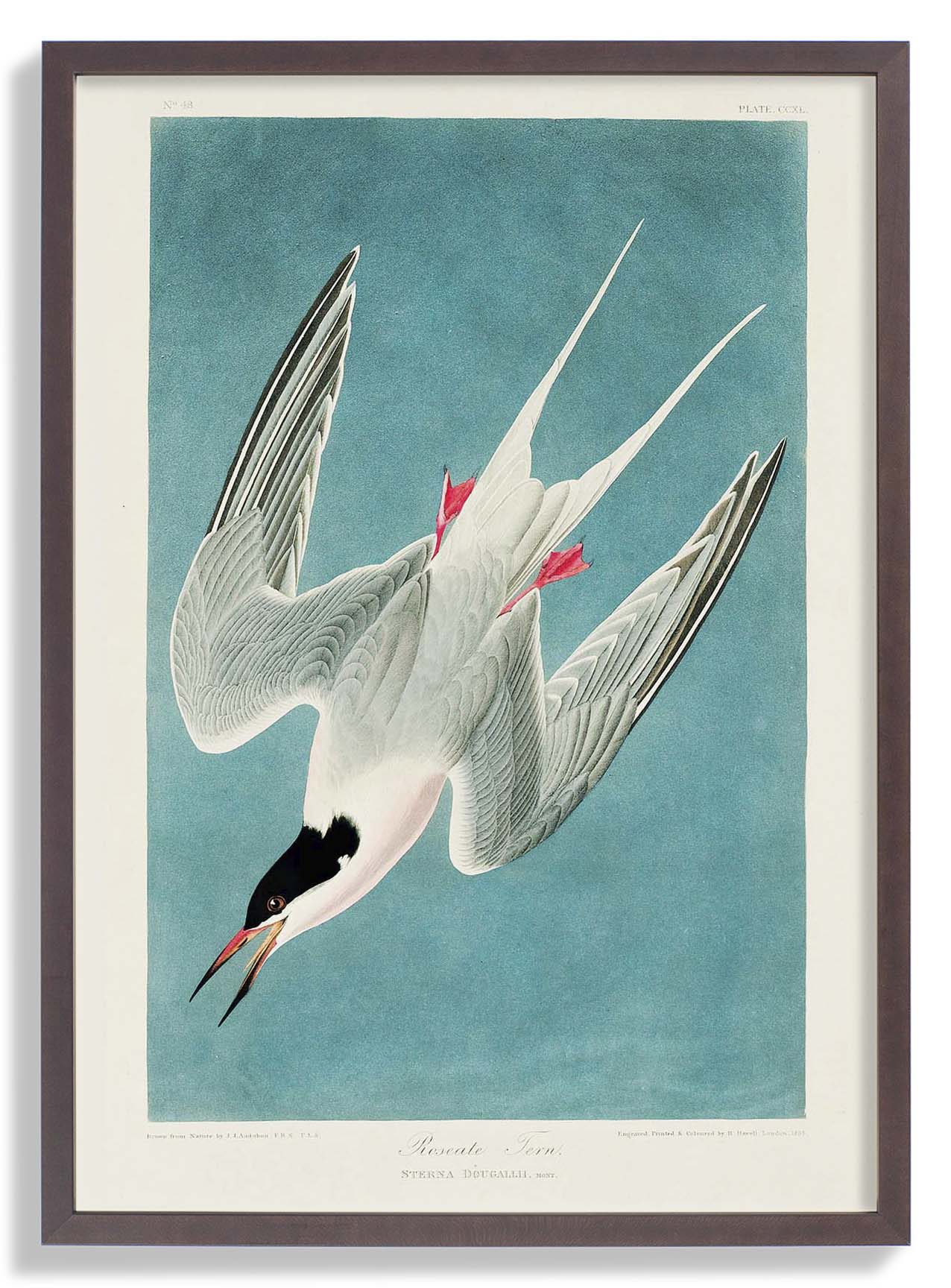Roseate Tern - Image 7