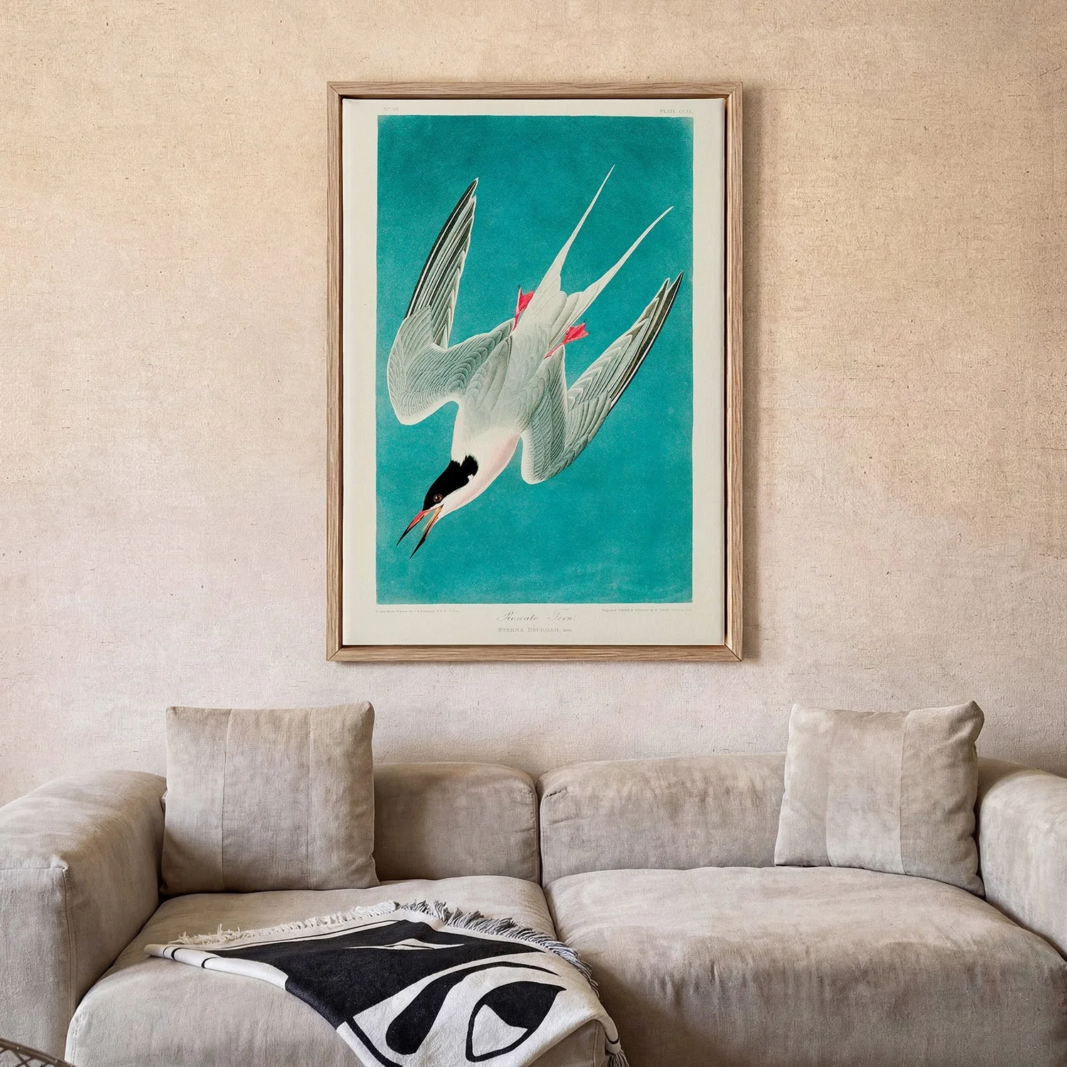 Roseate Tern - Image 2