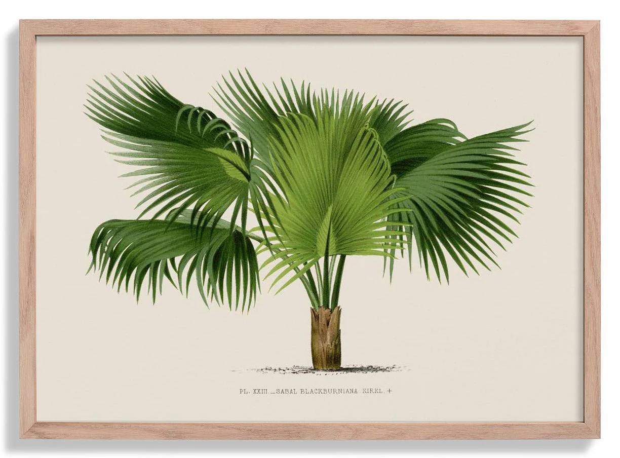 Sabal Blackburniana Palm Tree Art Print