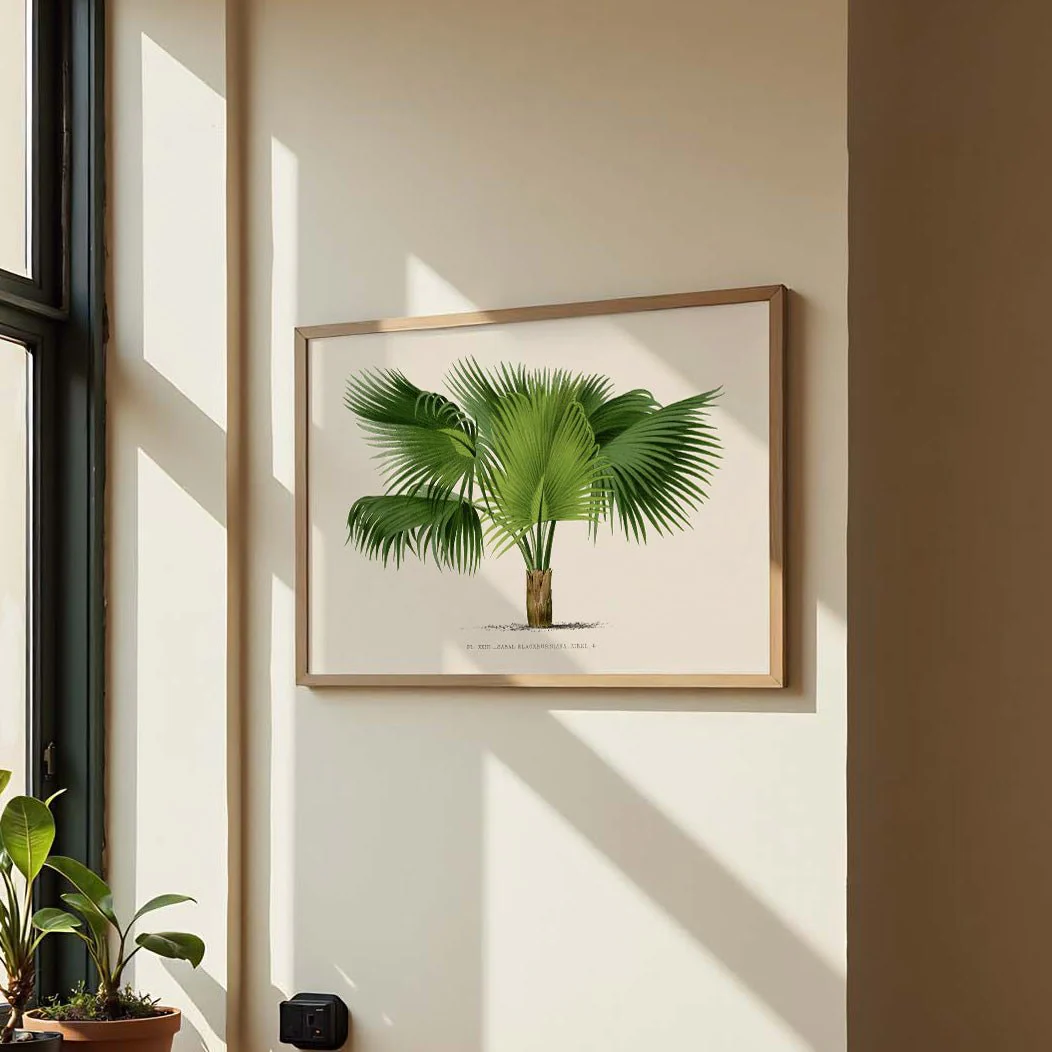 Sabal Blackburniana Palm Tree Art Print - Image 3