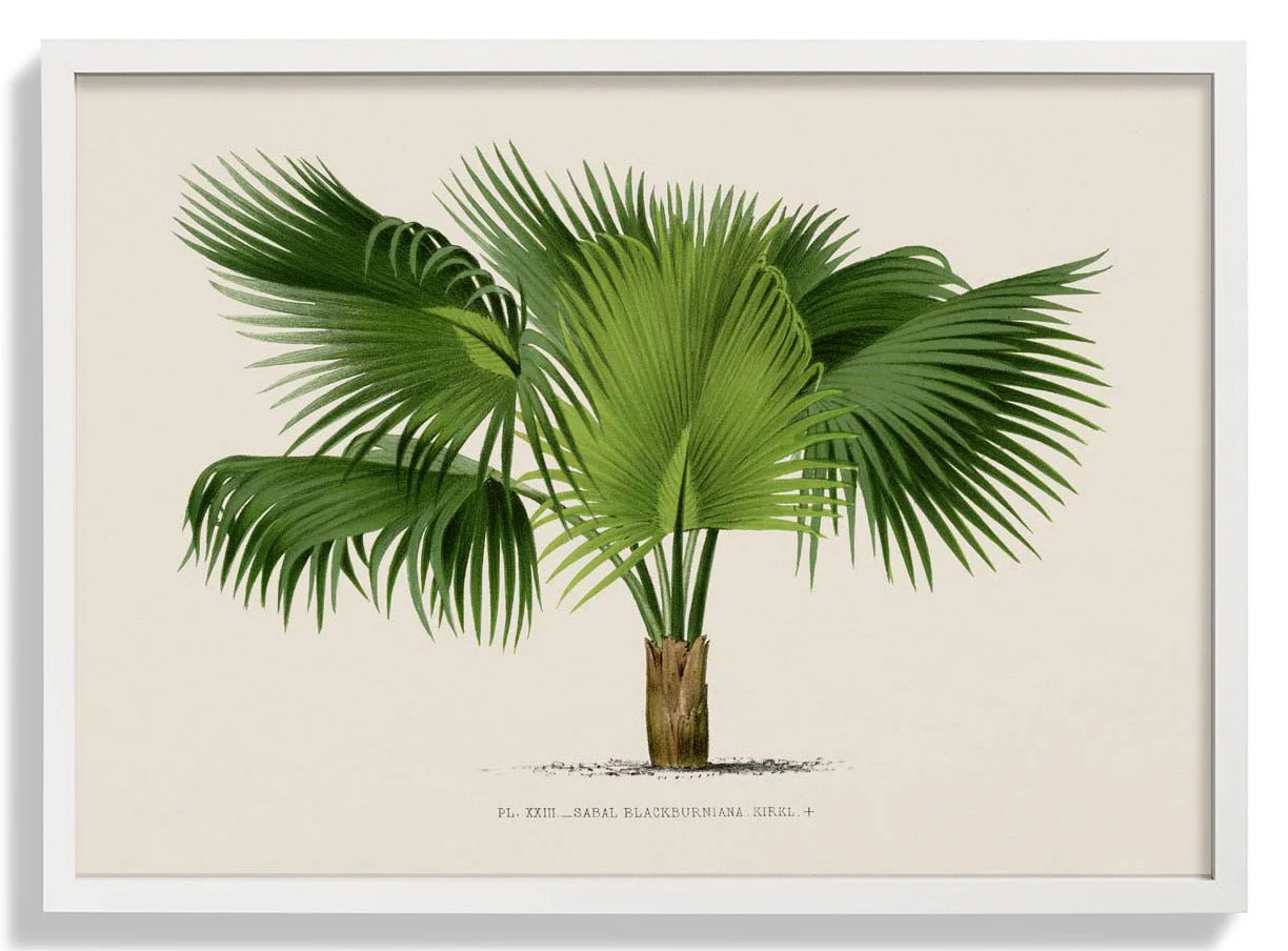 Sabal Blackburniana Palm Tree Art Print - Image 5