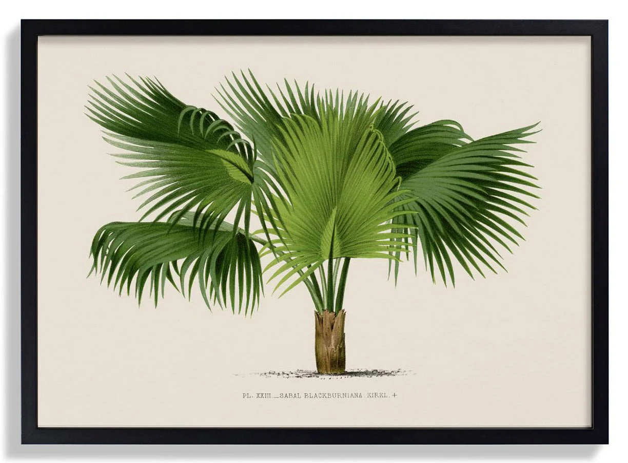 Sabal Blackburniana Palm Tree Art Print - Image 6