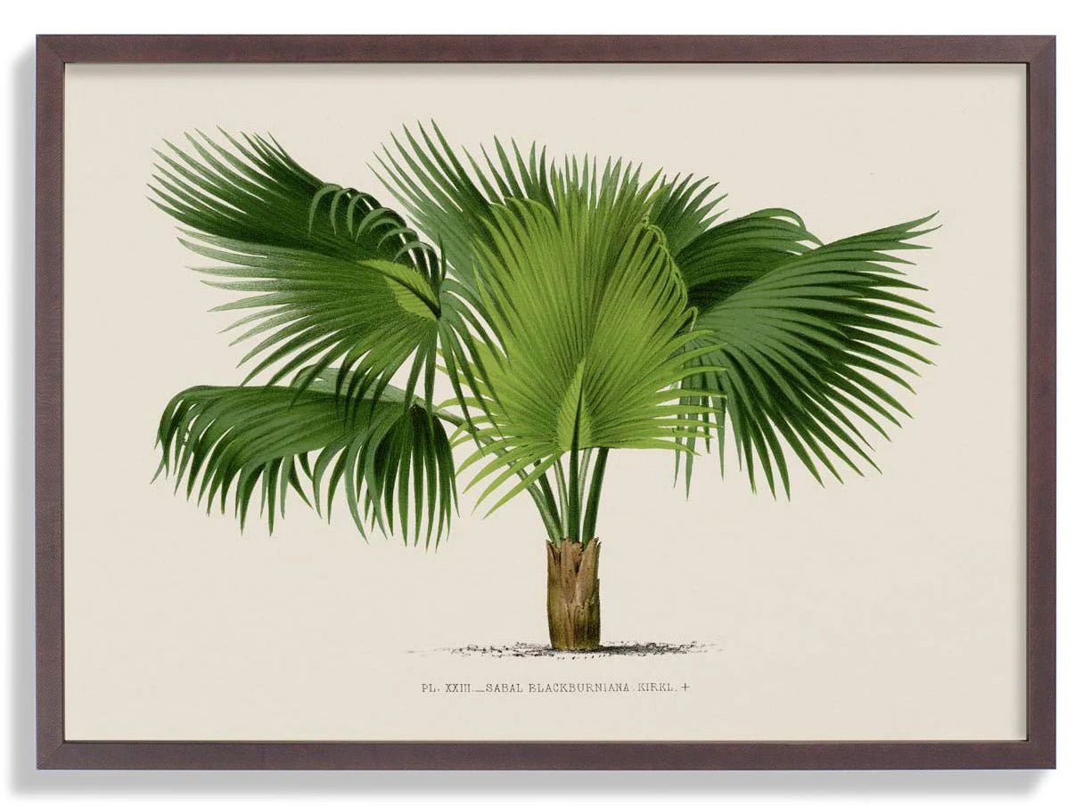 Sabal Blackburniana Palm Tree Art Print - Image 7
