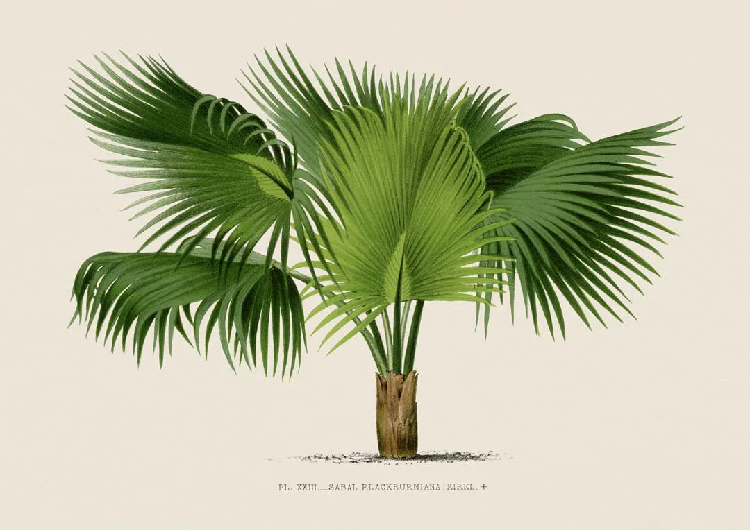 Sabal Blackburniana Palm Tree Art Print - Image 8