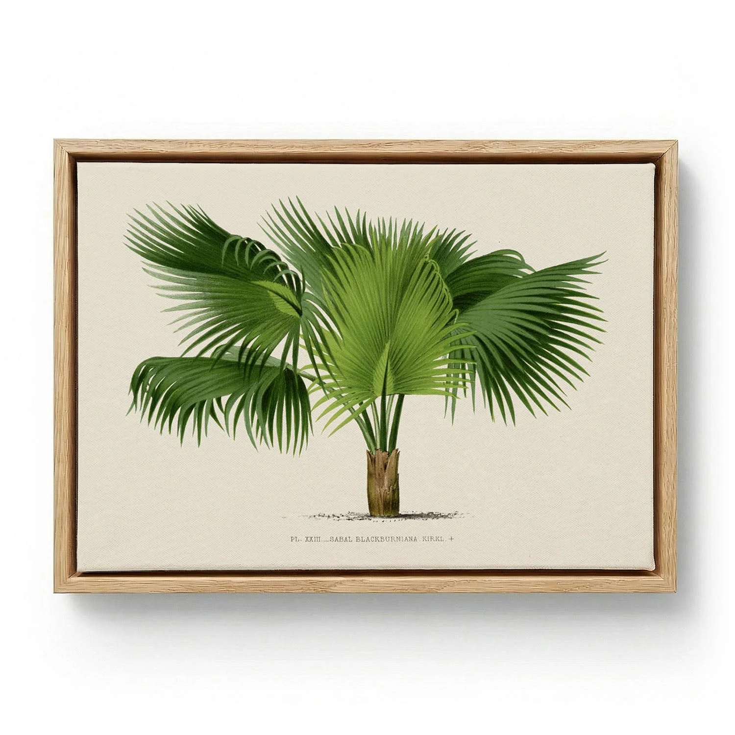 Sabal Blackburniana Palm Tree Art Print