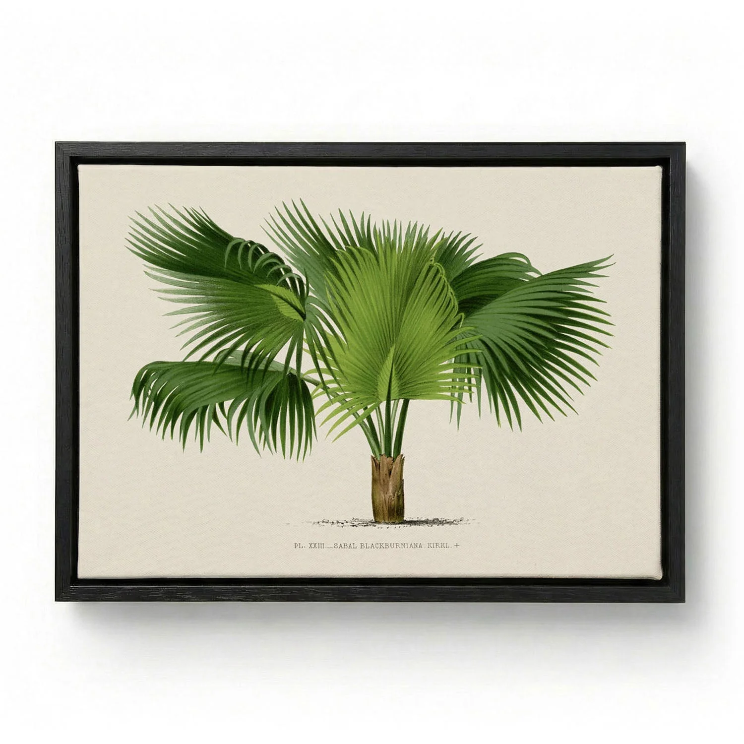 Sabal Blackburniana Palm Tree Art Print - Image 5