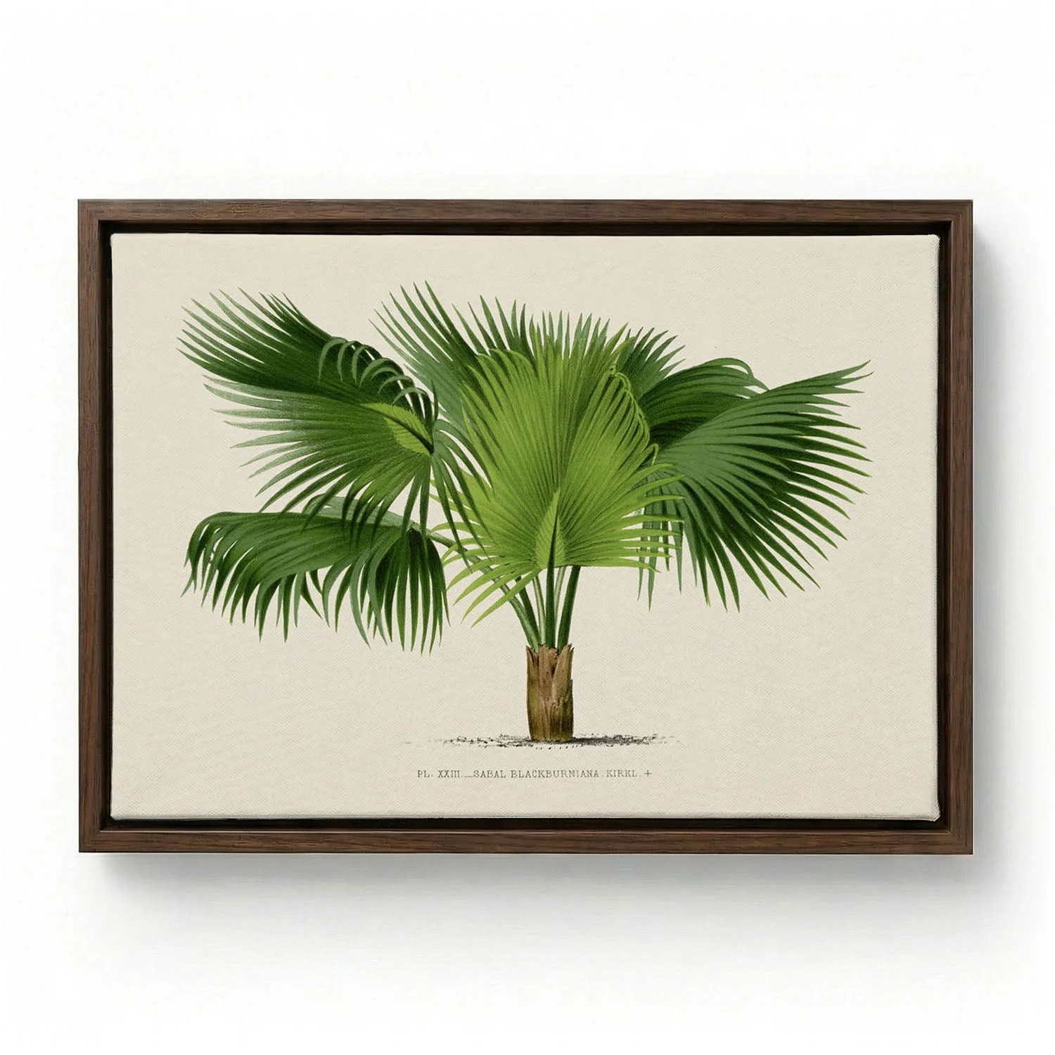 Sabal Blackburniana Palm Tree Art Print - Image 6
