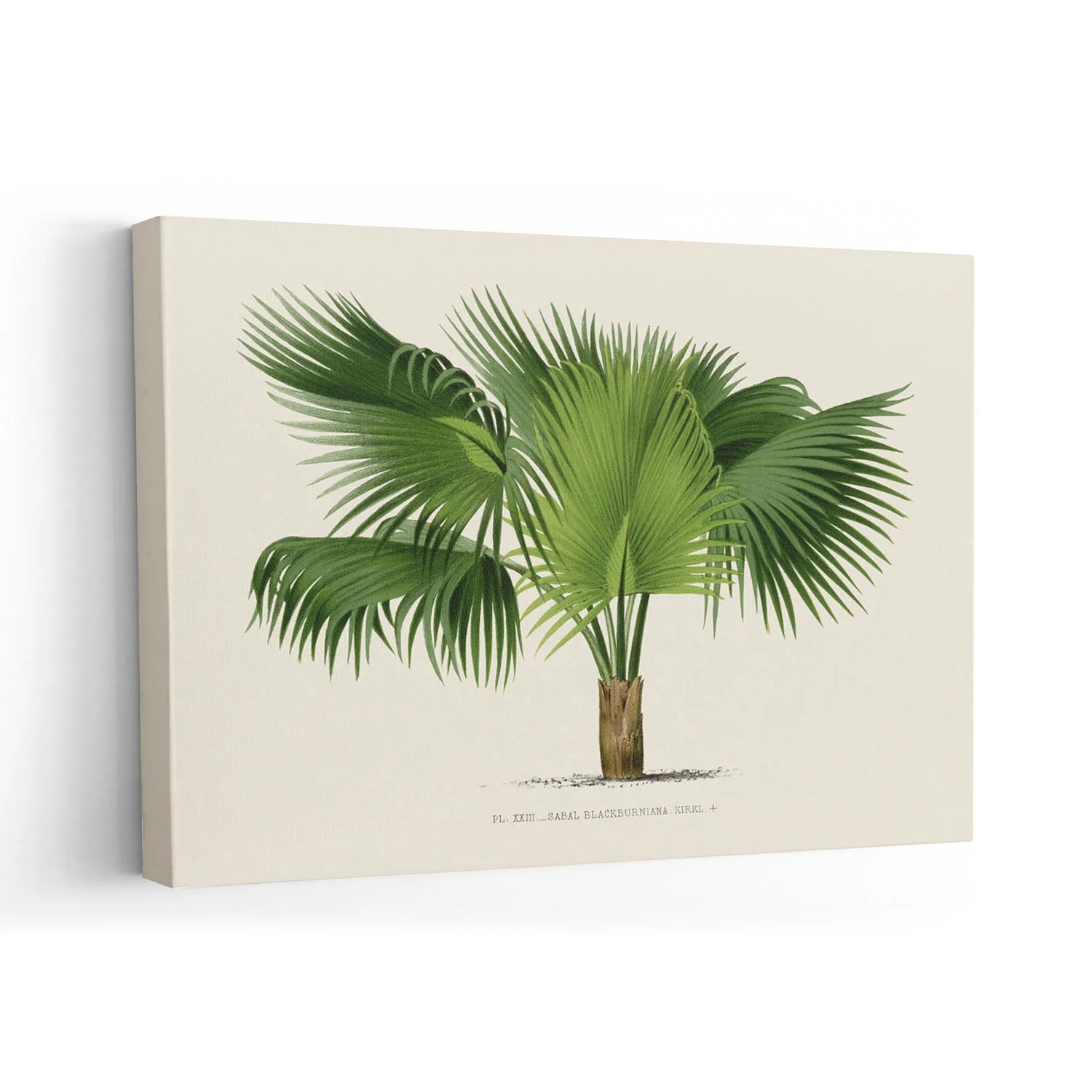 Sabal Blackburniana Palm Tree Art Print - Image 7