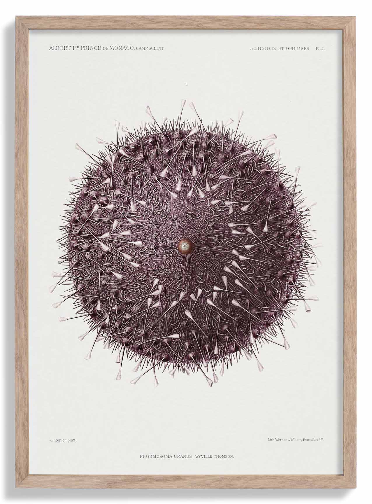Sea Urchin